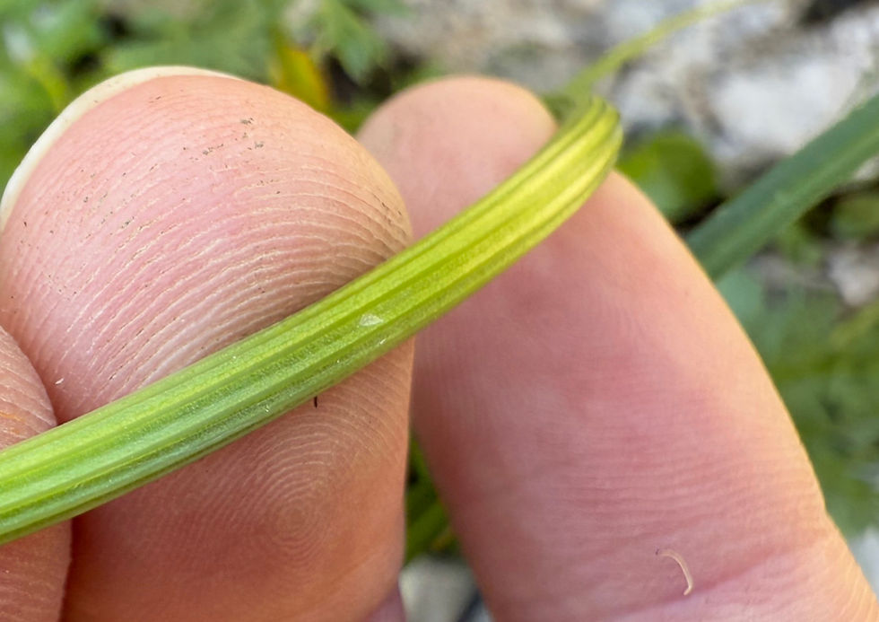 Stängel der Alpen-Mutterwurz (Ligusticum mutellina)