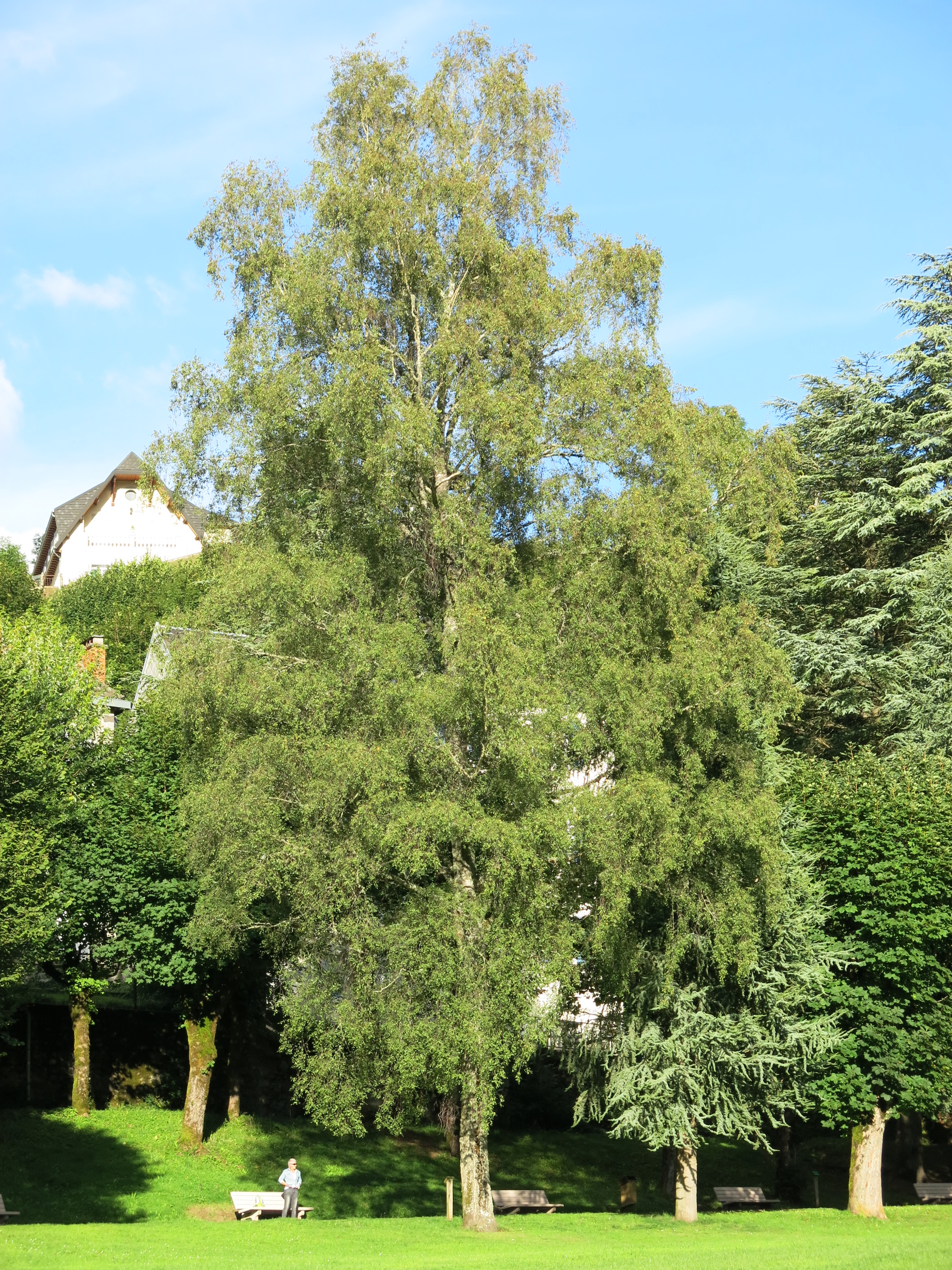 Hänge-Birke (Betula pendula) Eigenschaften, Beschreibung, Bestimmung, Merkmale, Verwendung, essbar