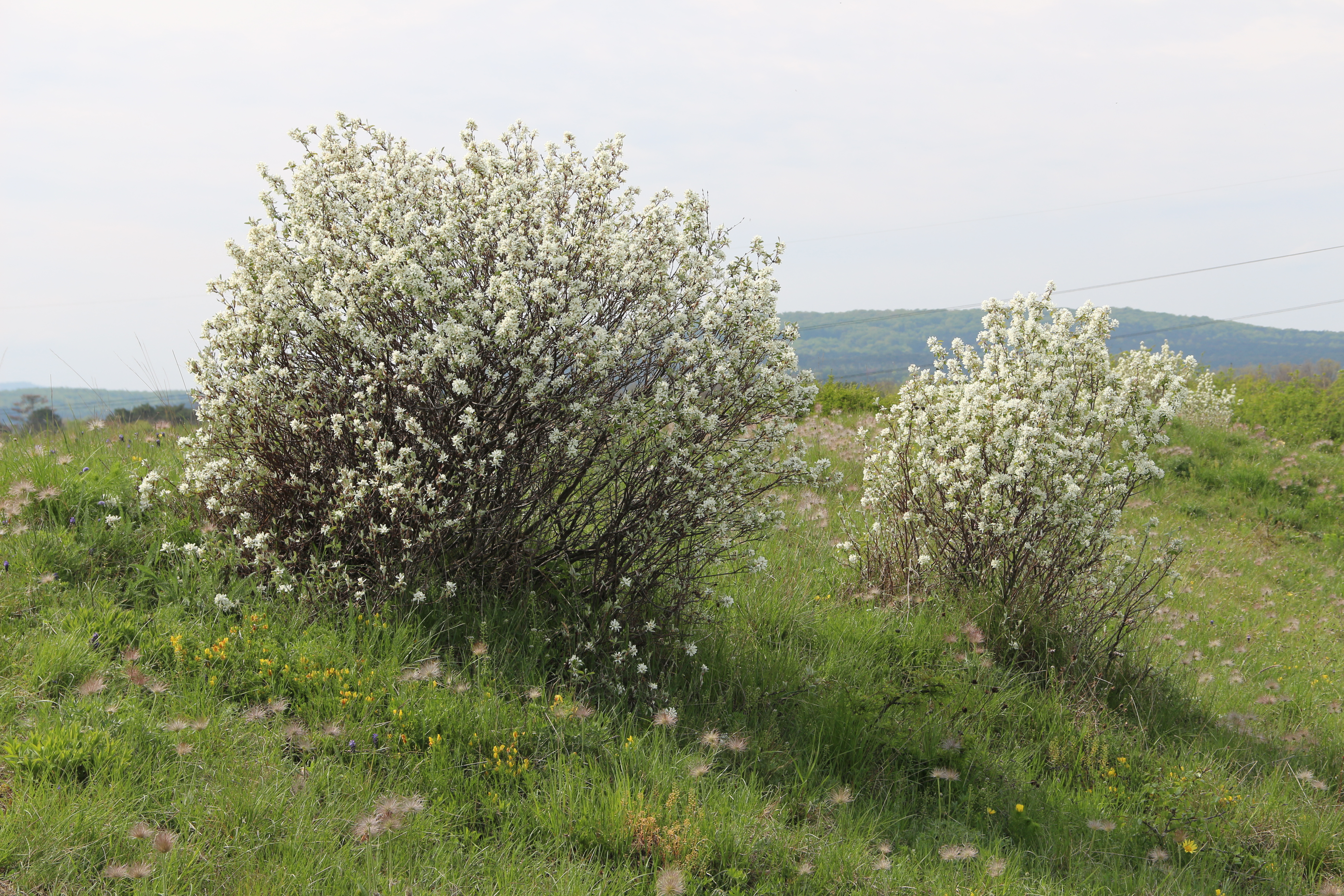 Rosaceae_Amelanchier_ovalis_Habitus.JPG