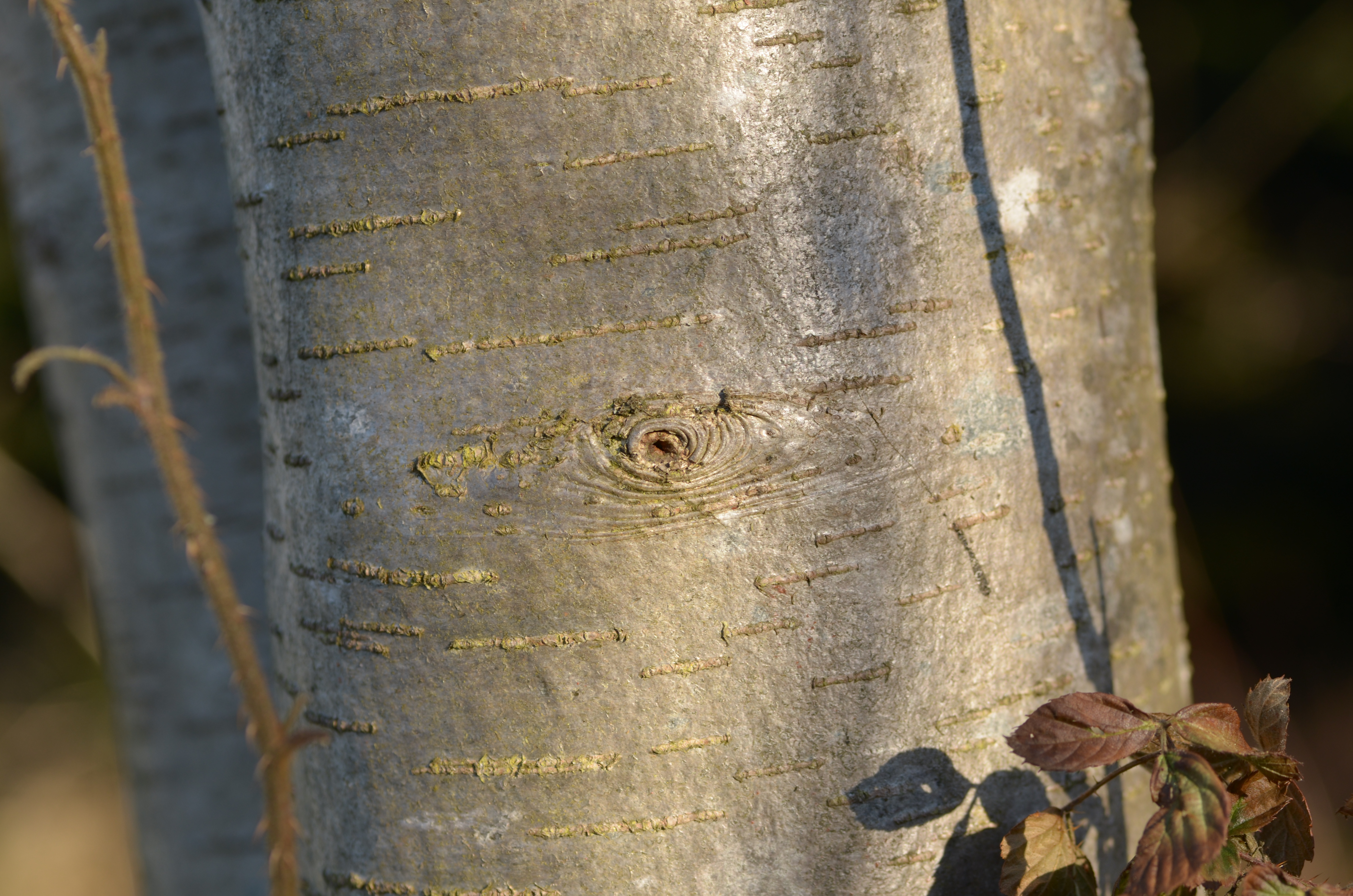 Rosaceae Sorbus aucuparia Vogelbeere Eberesche Merkmale Eigenschaften Rinde