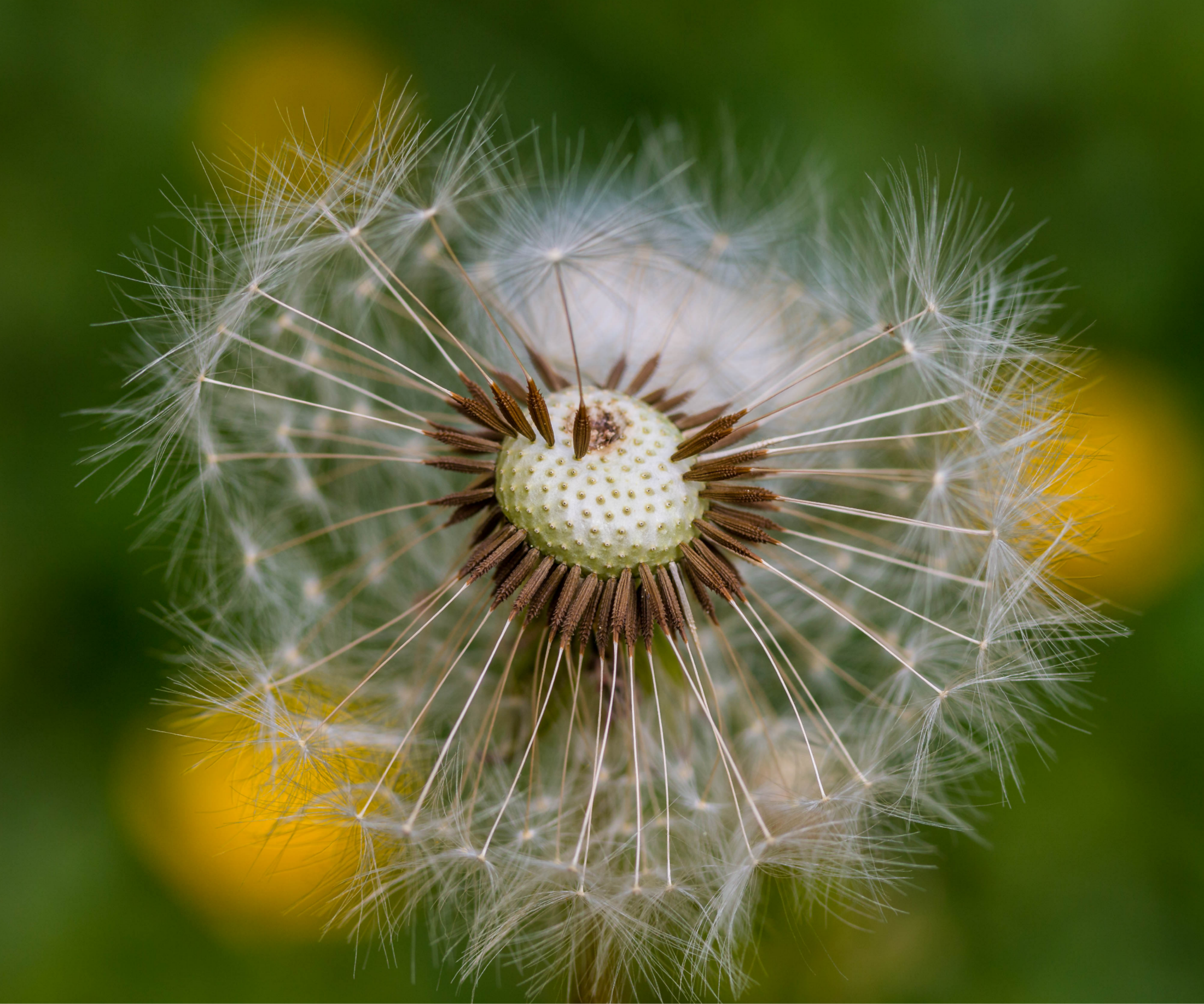 Löwenzahn Taraxacum sect Ruderalia Fruchtstand Achäne mit geschnäbeltem Pappus