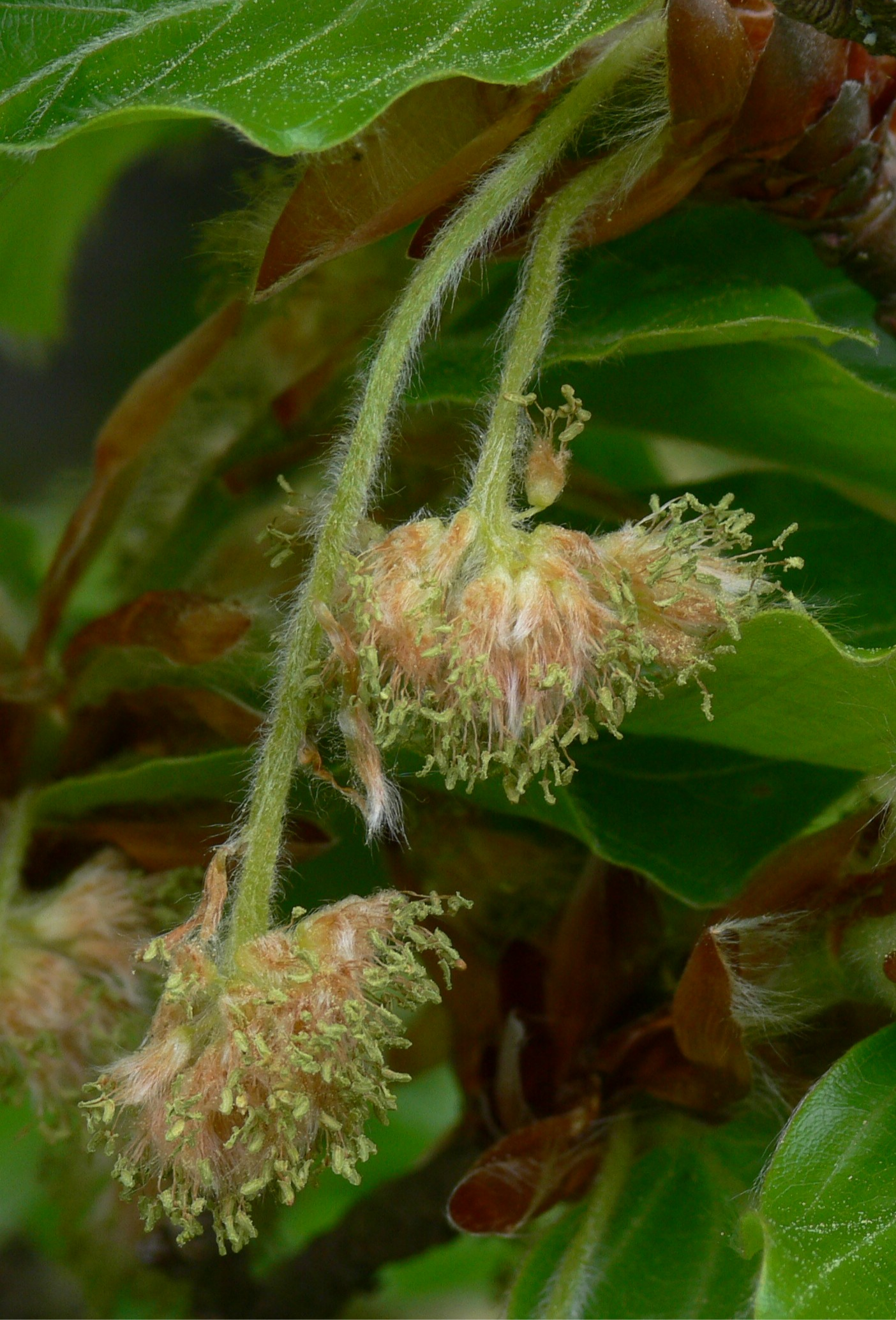 Rotbuche Fagus sylvatica männlicher Blütenstand