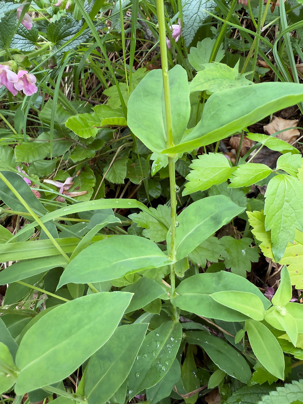 Stängel und Blätter vom Echtes Leimkraut (Silene vulgaris)