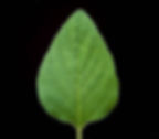 Spreitenspitze stumpf. stumpfe Spitze beim Oregano