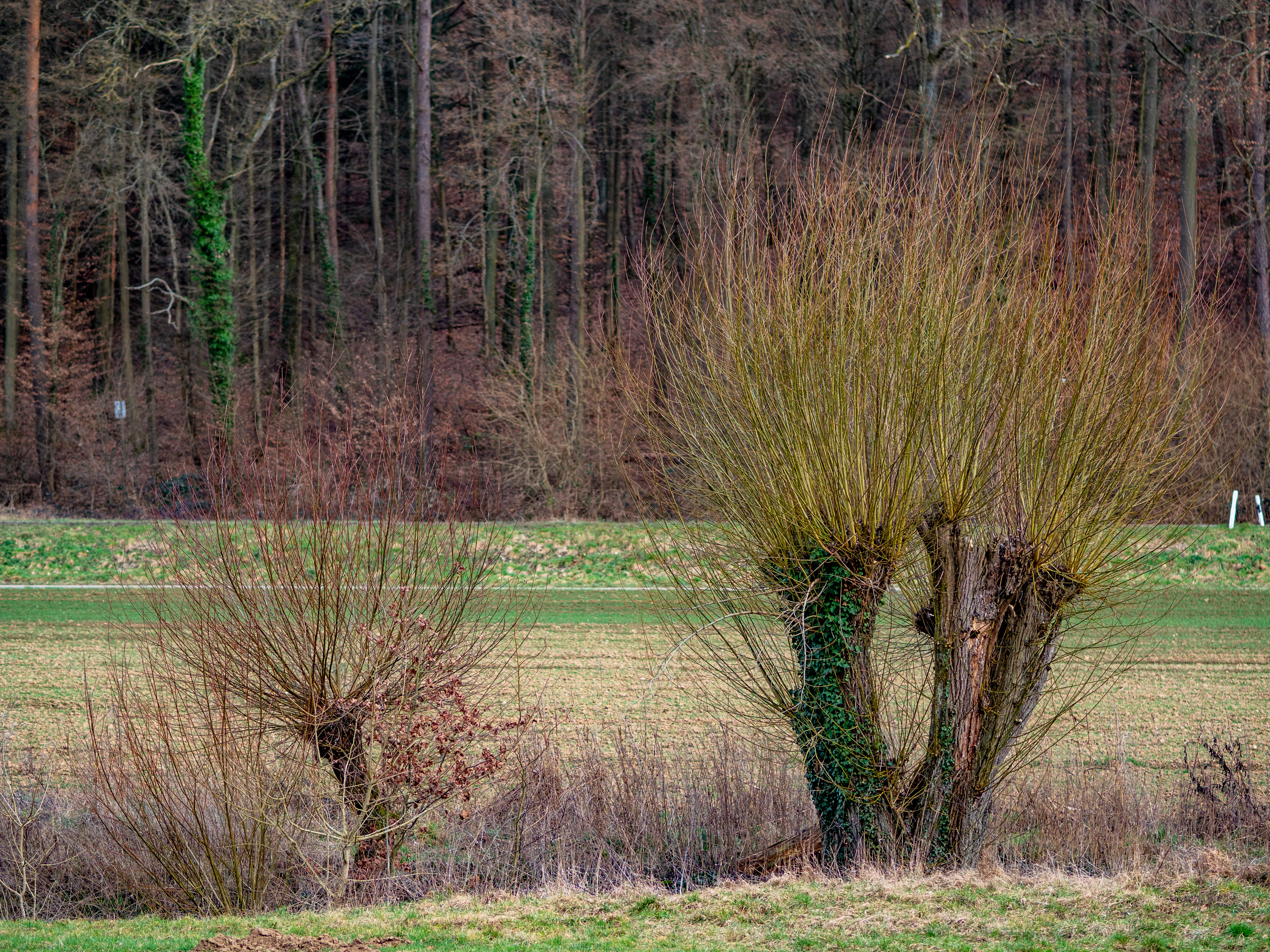 Silber Weide (Salix alba); Merkmale / Bestimmung / Verwendung; Kopfweide