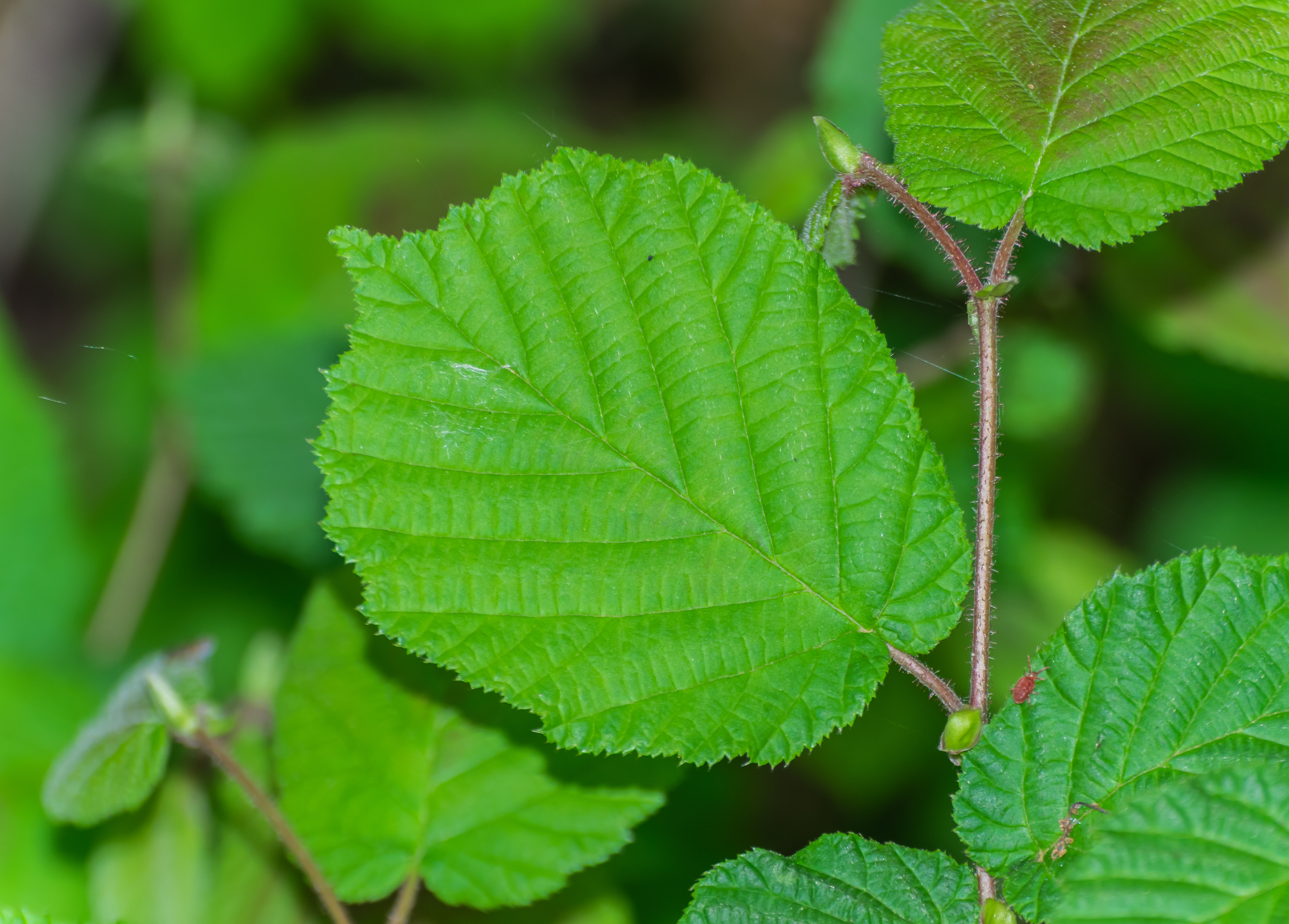 Betulaceae_Corylus_avellana_Blatt.jpg