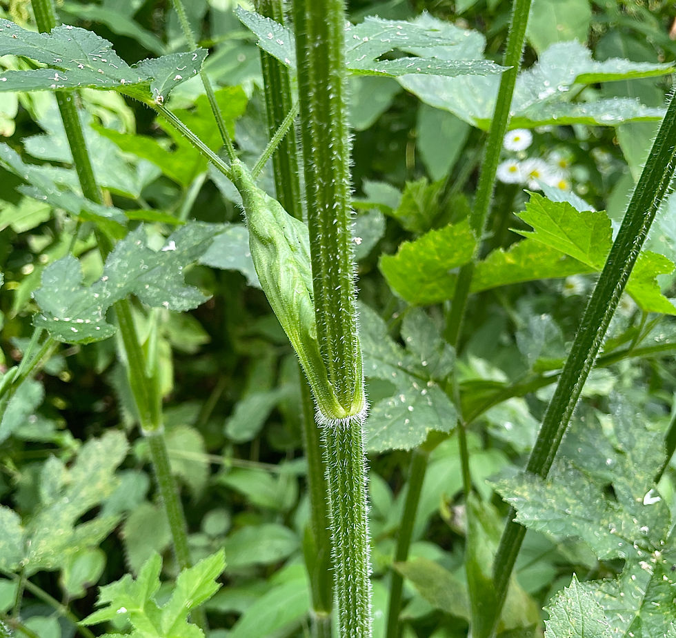 borstig behaarter Stängel des Wiesen-Bärenklaus (Heracleum sphondylium)
