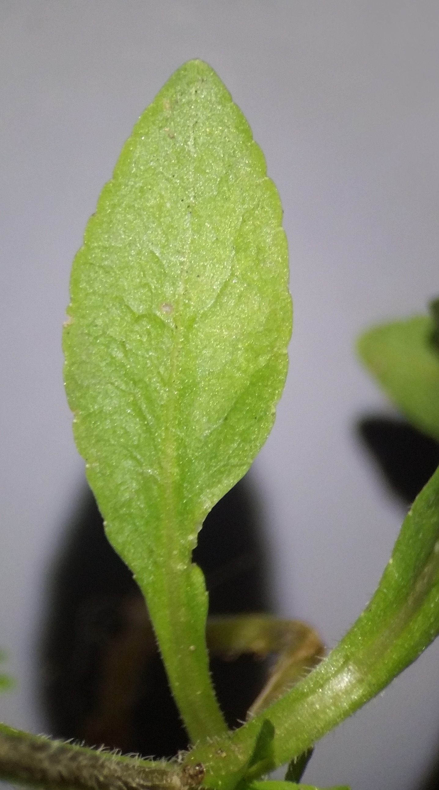 Wiesen Glockenblume (Campanula patula) essbar/ungiftig; Merkmale / Verwendung / Bestimmung; Grundblatt