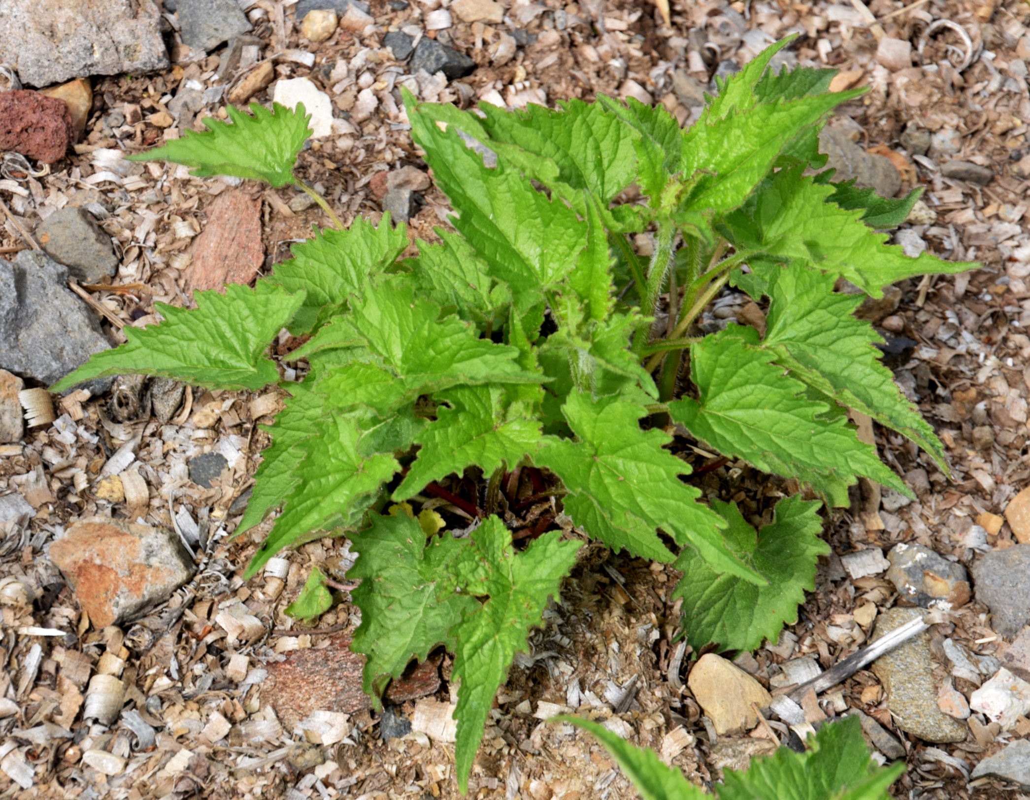 Nesselblättrige Glockenblume (Campanula trachelium); essbar; Merkmale, Bestimmung, Verwendung; Grundblätter