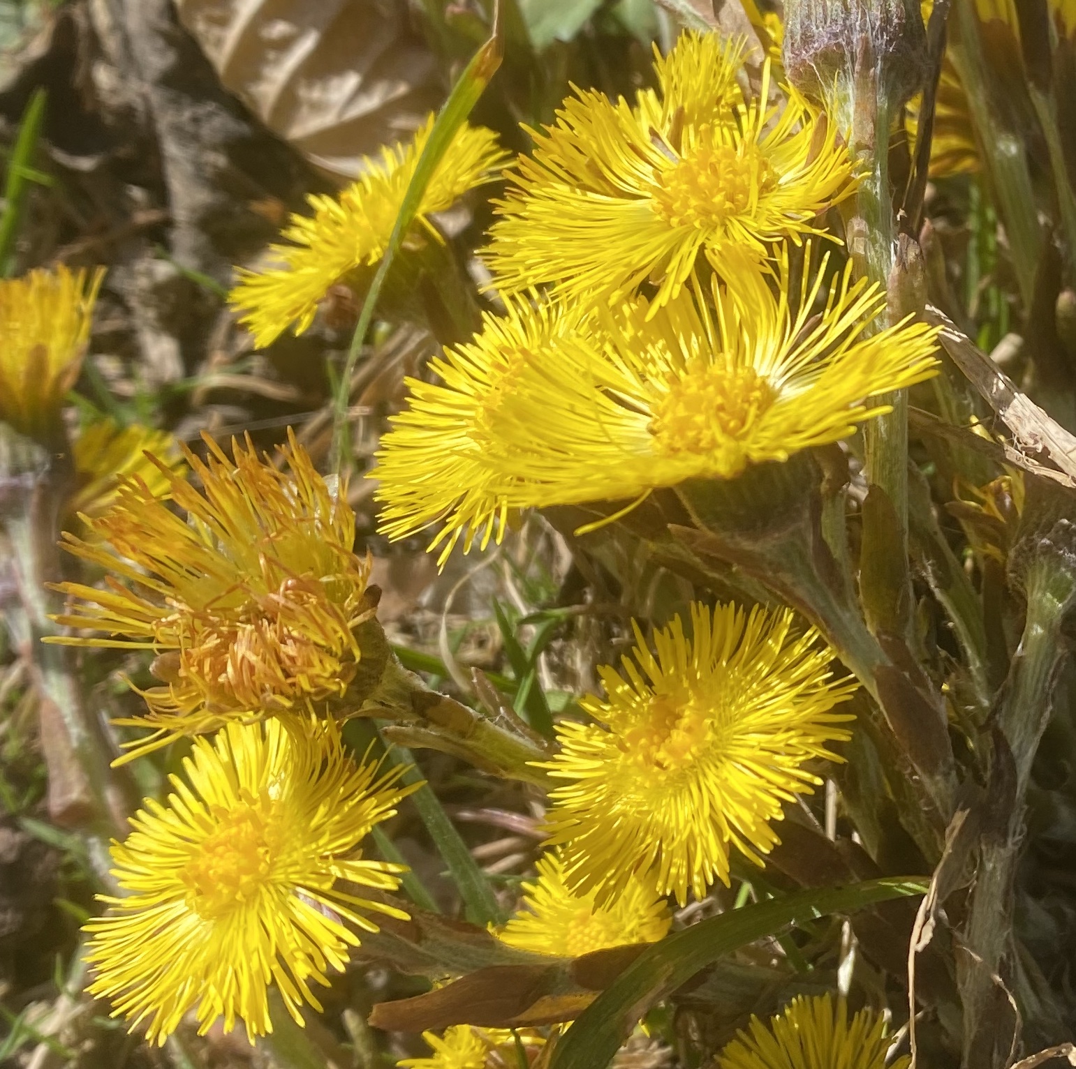 Asteraceae Huflattich Tussilago farfara Eigenschaften Merkmale Bestimmung Blütenkorb