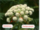 Wald-Engelwurz (Angelica sylvestris): mit Doppeldolde und Döldchen