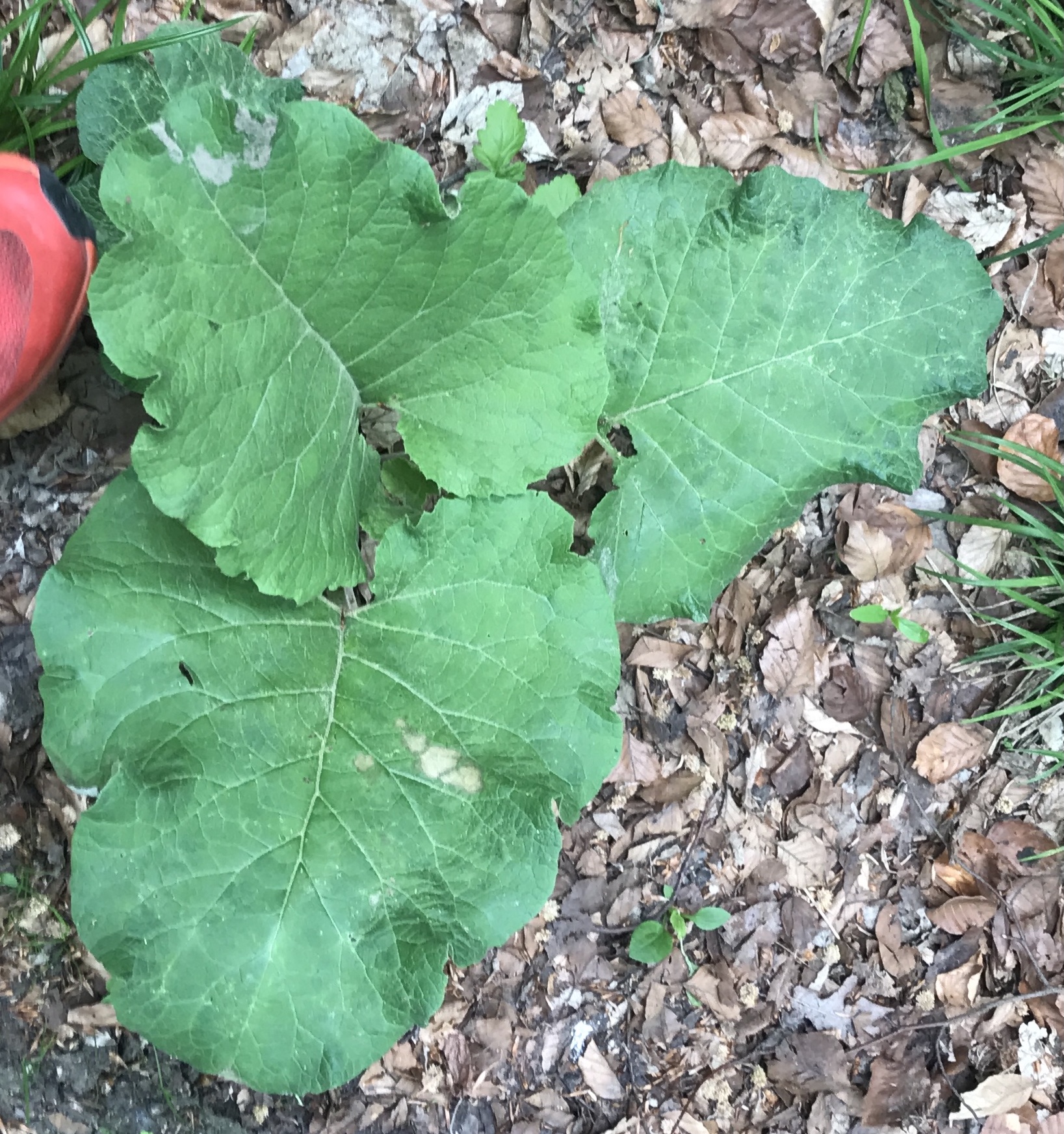 Asteraceae Arctium Lappa Grosse Klette Eigenschaften Merkmale Bestimmung Verwendung Grundrosette