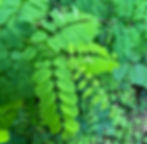 gefiedertes Blatt der Robinie (Robinia pseudoacacia)