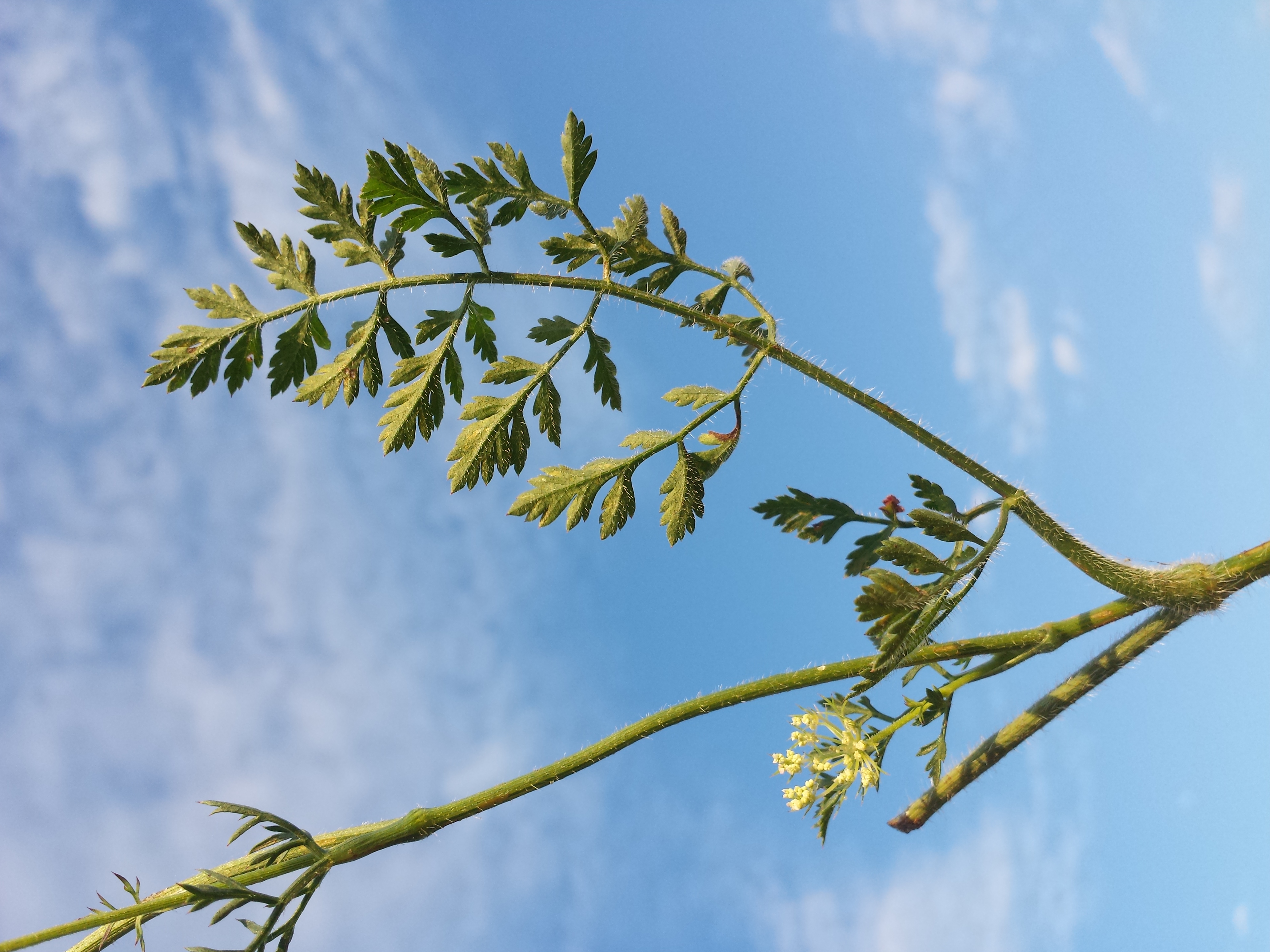 Apiaceae Daucus carota Wilde Möhre Eigenschaften Bestimmung Merkmale Verwendung Stängelblatt