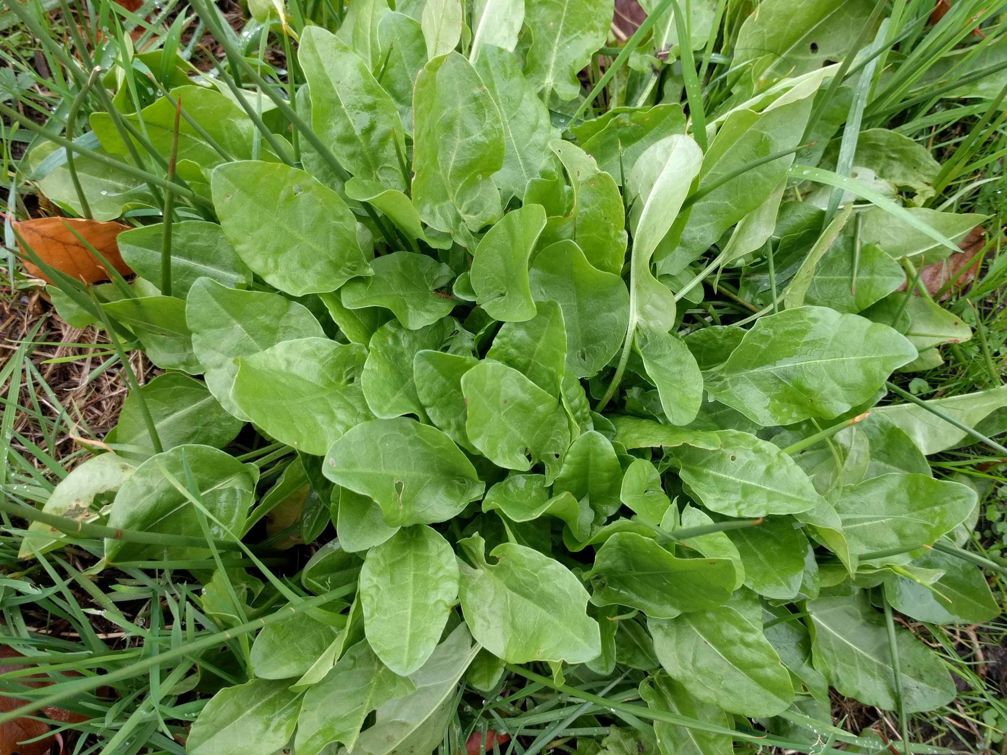 Polygonaceae Rumex Amper Grundrosette