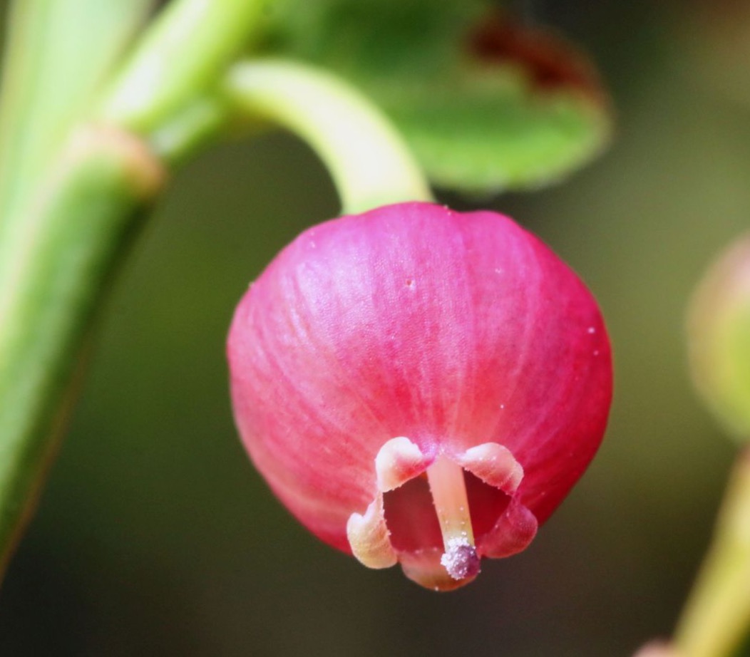 Ericaceae Vaccinium myrtillus Heidelbeere Merkmale Bestimmung Eigenschaften Verwendung  Blüte