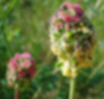 Blütenkopf des Kleinen Wiesenknopfes (Sanguisorba minor): Die grünen Blätter sind Kelchblätter. Kronblätter fehlen. Unten findet man die männlichen Blüten mit den zahlreichen beigen Staubblättern, oben die weiblichen Blüten mit den rötlichen Fruchtblättern.