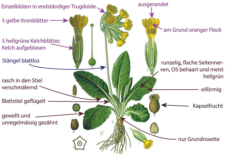 Illustration der Echten Schlüsselblume (Primula veris). Graphisch sehr übersichtlich sind Bestimmungsmerkmalen darübergezeichnet. Das Bild ist gut für die Bestimmung der Art geeignet.