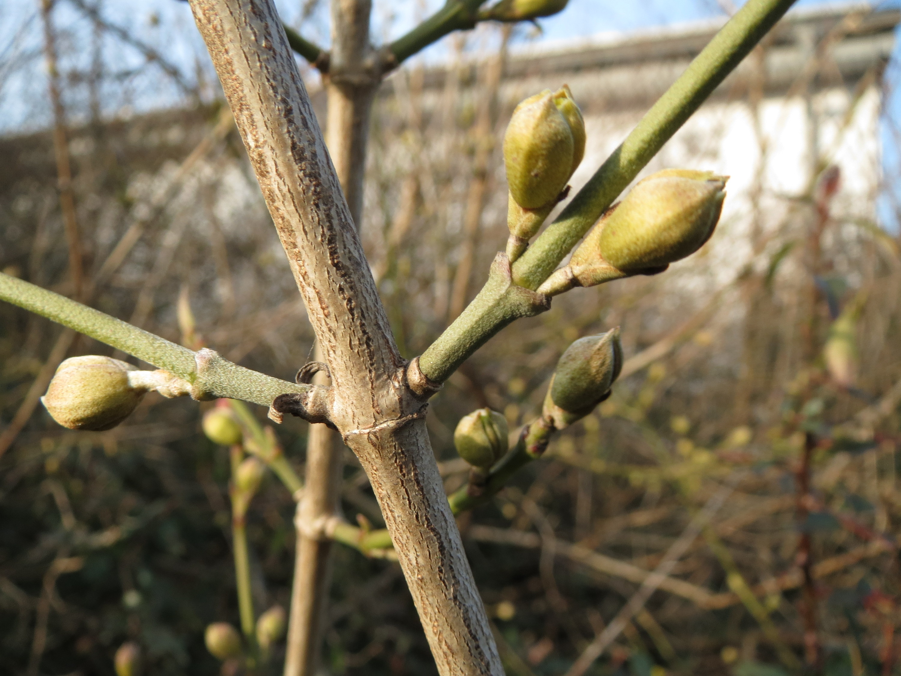 Cornaceae Cornus mas Kornelkirsche Eigenschaften Bestimmung Merkmale Verwendung junge Zweige