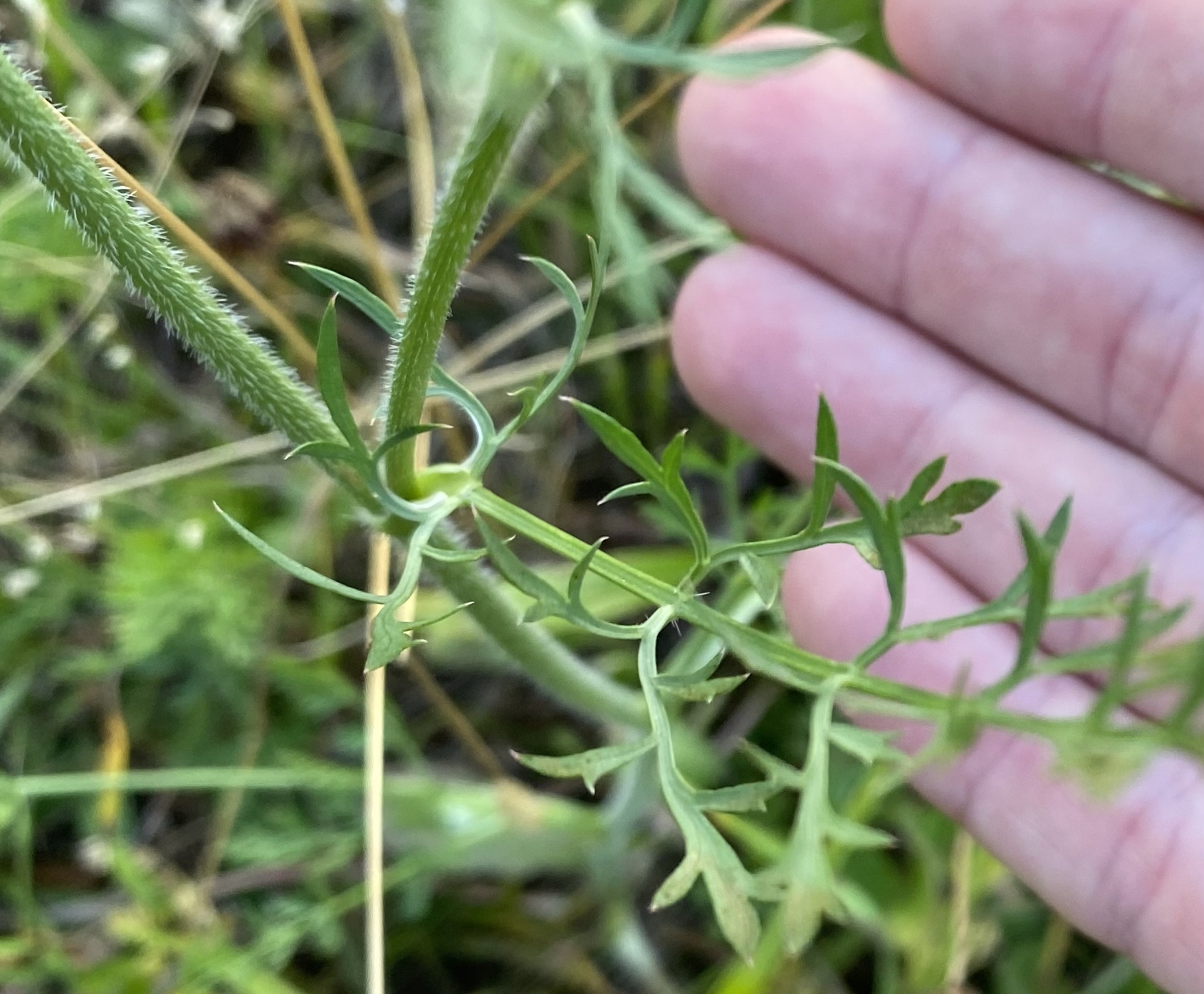Apiaceae Daucus carota Wilde Möhre Eigenschaften Bestimmung Merkmale Verwendung Stängelblatt Stängel
