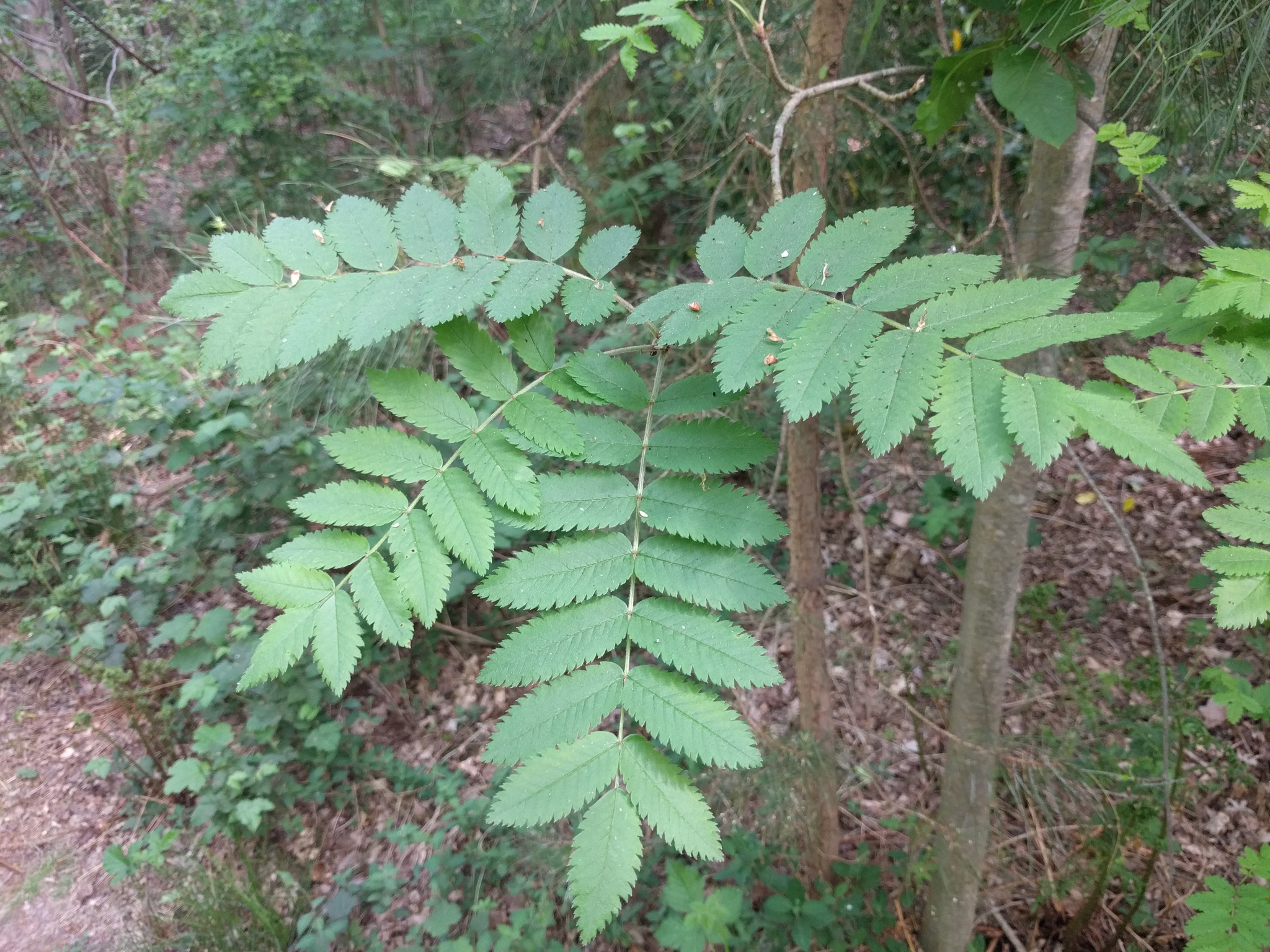 Rosaceae Sorbus aucuparia Vogelbeere Eberesche Merkmale Eigenschaften Blätter