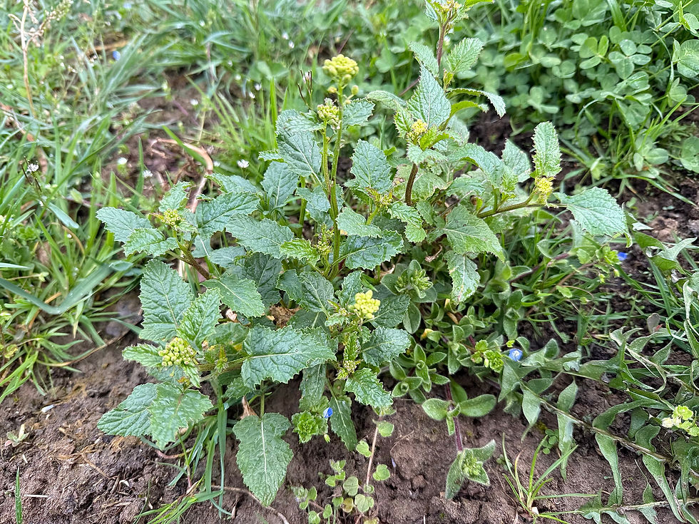 Acker-Senf (Sinapis arvensis)