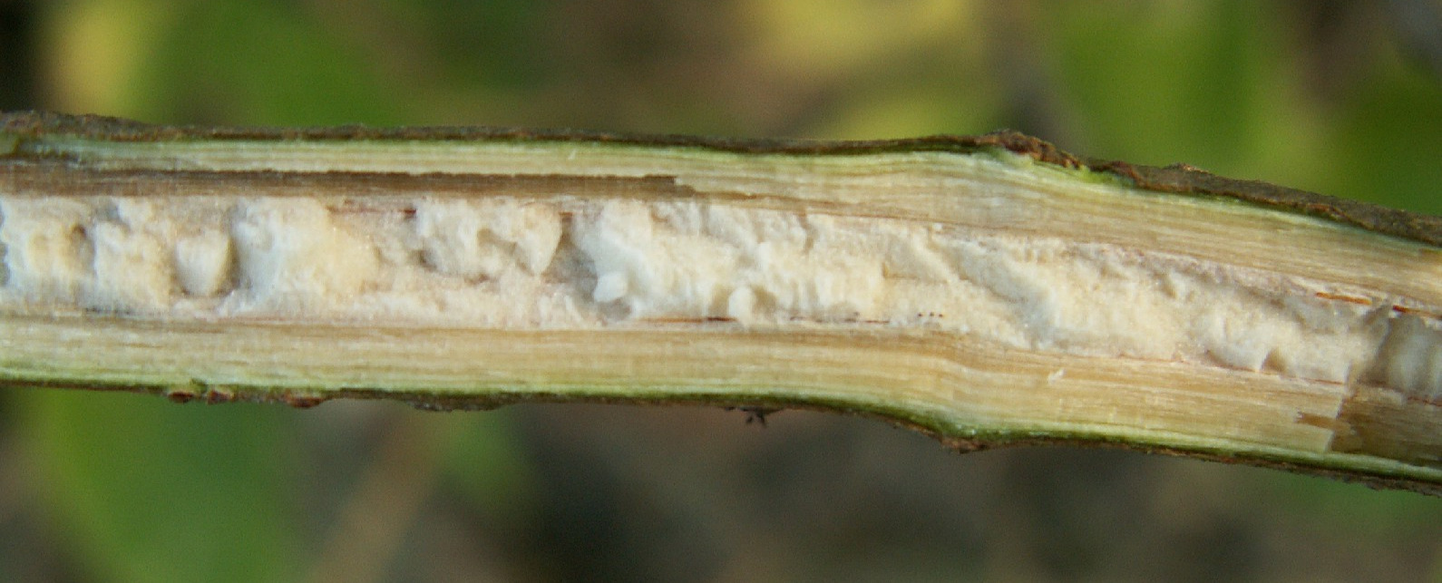 Schwarzer Holunder Sambucus nigra Eigenschaften weisss Mark