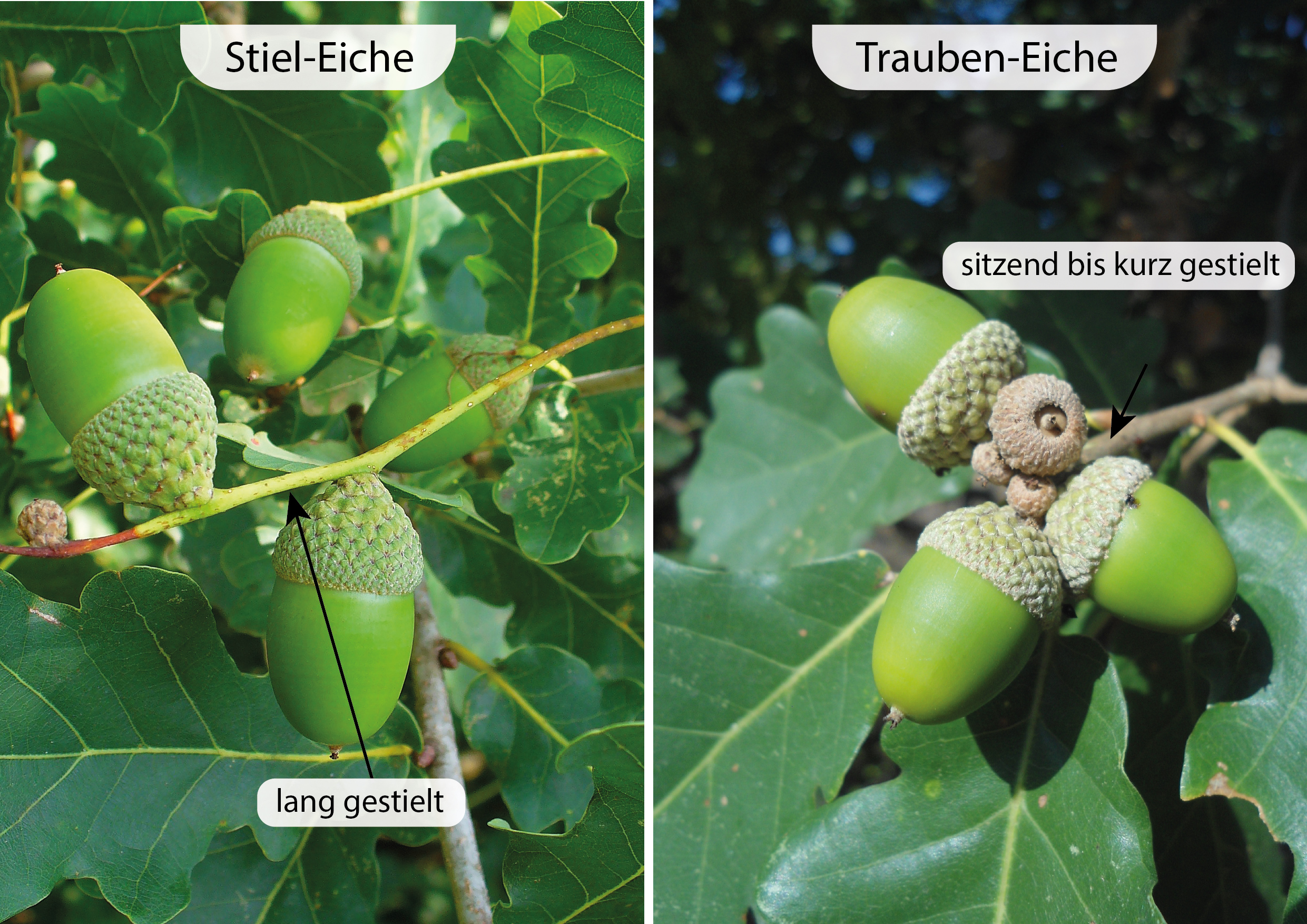 Fagaceae_Quercus_robur_petrea_Fruchtvergleich.jpg