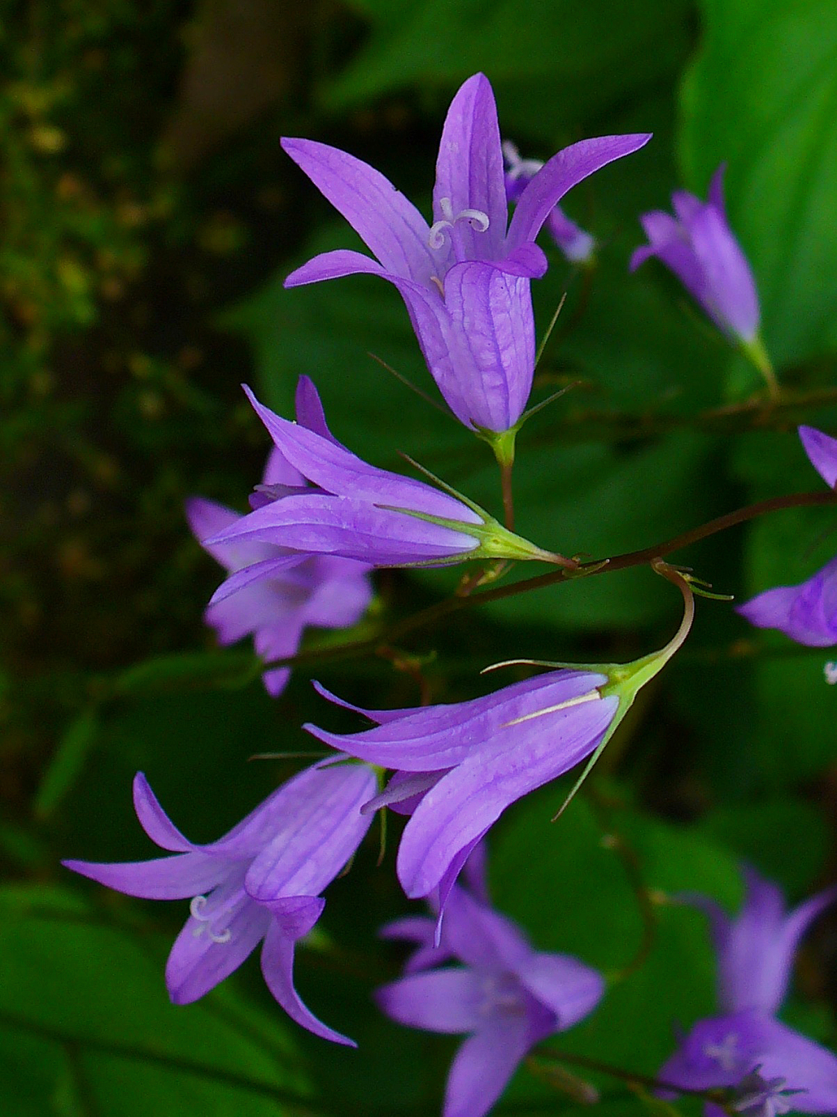 Wiesen Glockenblume (Campanula patula) essbar/ungiftig; Merkmale / Verwendung / Bestimmung; Blütenstand
