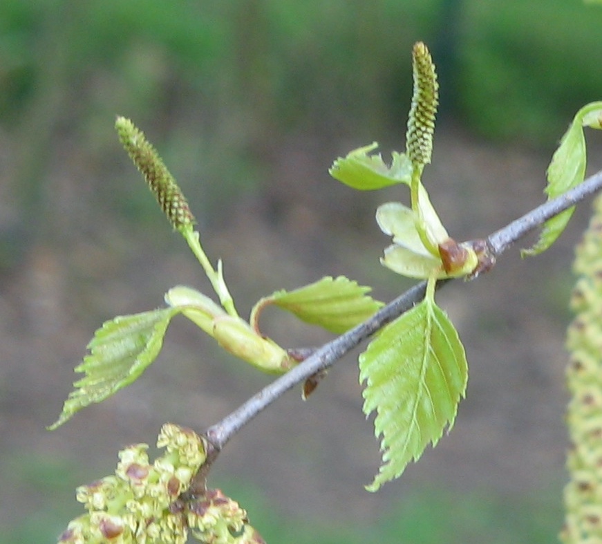 Hänge-Birke (Betula pendula) Eigenschaften, Beschreibung, Bestimmung, Merkmale, Verwendung, essbar: weibliche Kätzchen