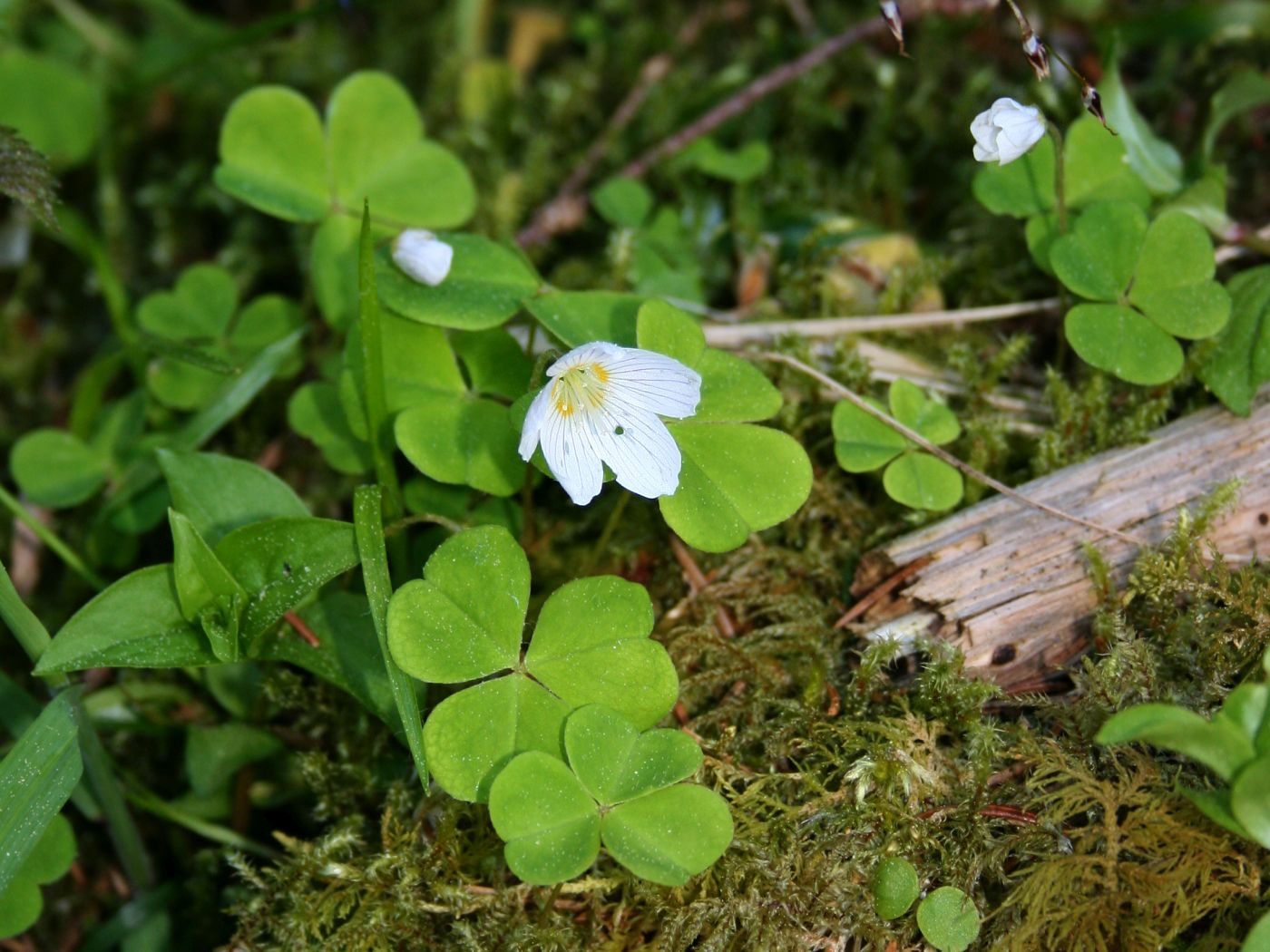 Oxalidaceae_Oxalis_acetosella_ges2.jpg