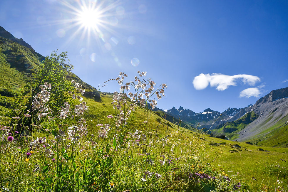 Echtes Leimkraut (Silene vulgaris) in den Schweizer Alpen