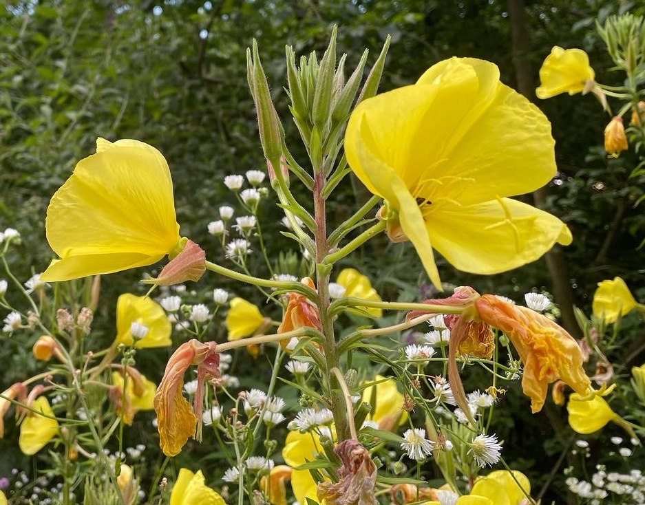 Onagraceae Oenothera biennis aggr. Gemeine Nachtkerze Eigenschaften Merkmale Bestimmung Verwendung Blüte
