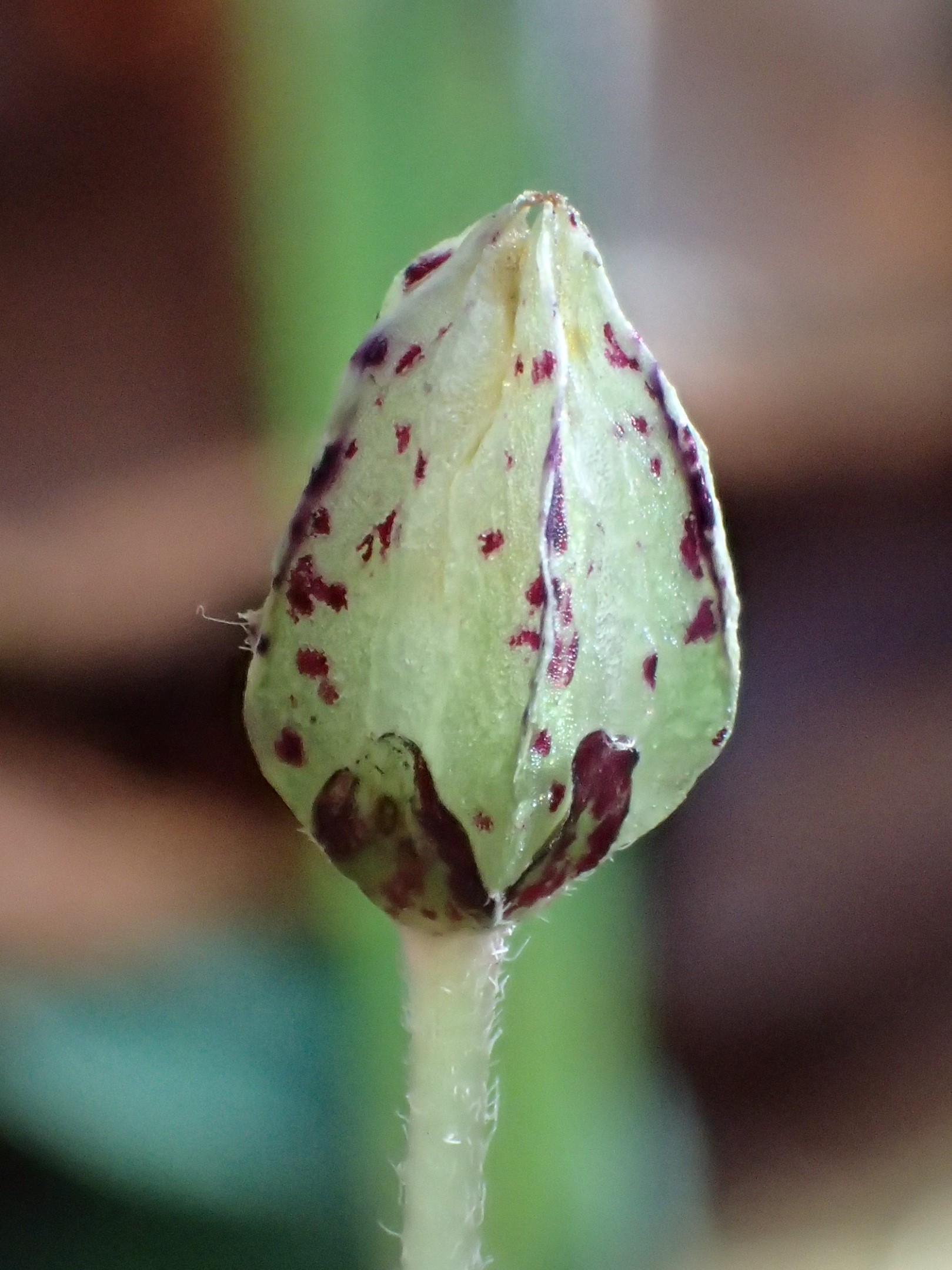 Oxalidaceae_Oxalis_acetosella_Frucht.jpg