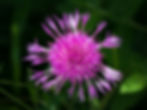 Wiesen-Flockenblume (Centaurea jacea, Unterfamilie Carduoidae): mit nur Röhrenblüten, die randlich "Zungenblüten"-ähnlich vergrössert und steril sind
