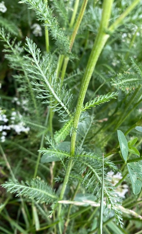 Asteraceae Achillea millefolium Schafgarbe Eigenschaften Merkmale Bestimmung Verwendung Stängel