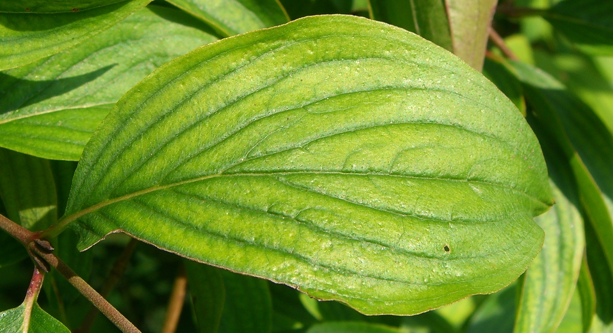 Cornaceae Cornus mas Kornelkirsche Eigenschaften Bestimmung Merkmale Verwendung Blatt