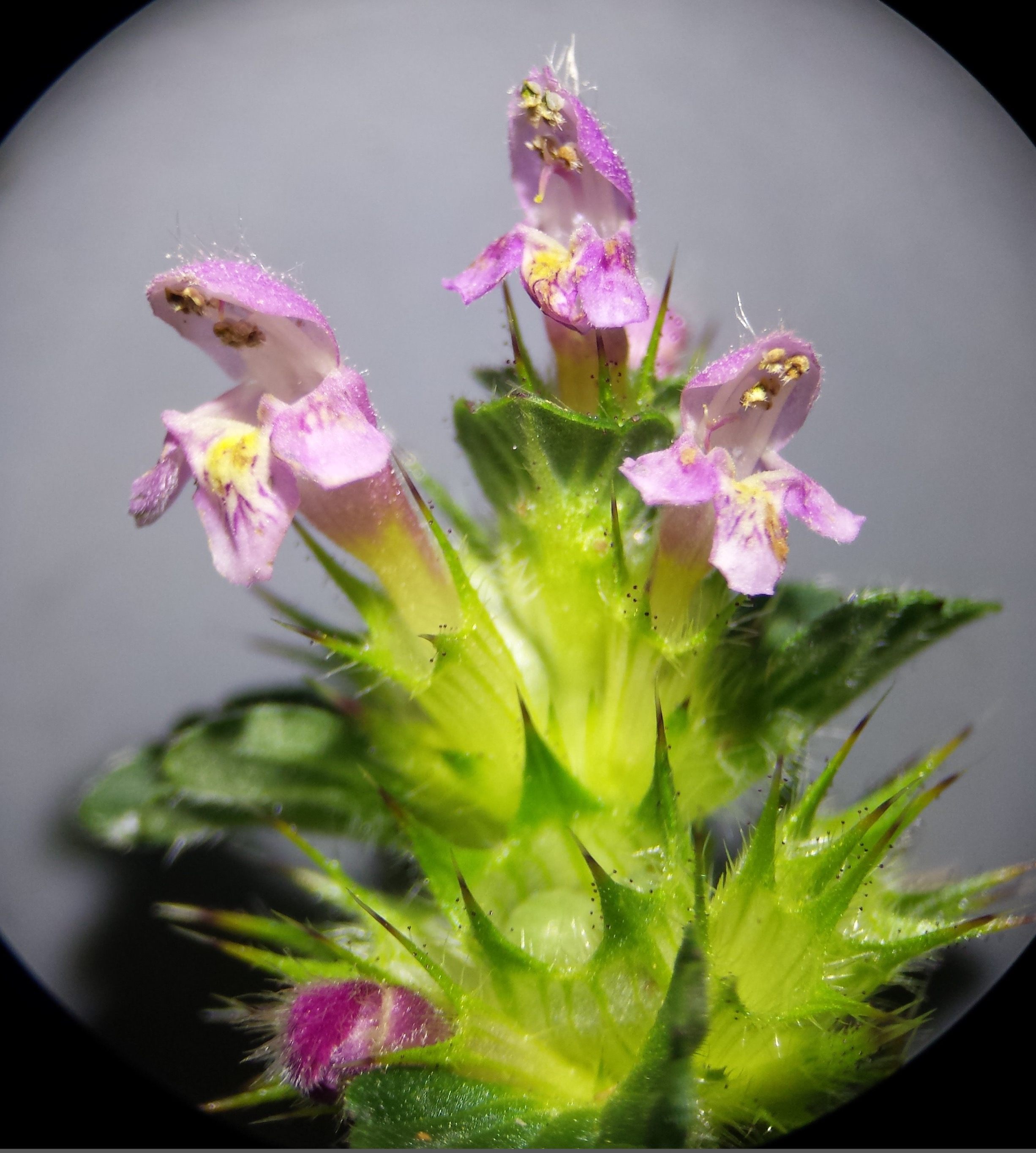 Lamiaceae Galeopsis tetrahit Gemeiner Hohlzahn Eigenschaften Bestimmung  Merkmale Verwendung Blüte