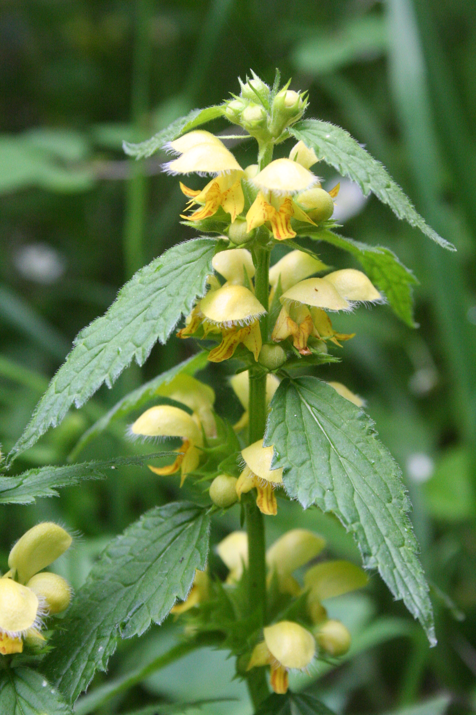 Lamiaceae Lamiu galeobdolon Goldnessel Eigenschaften Bestimmung Merkmale Verwendung Stängel
