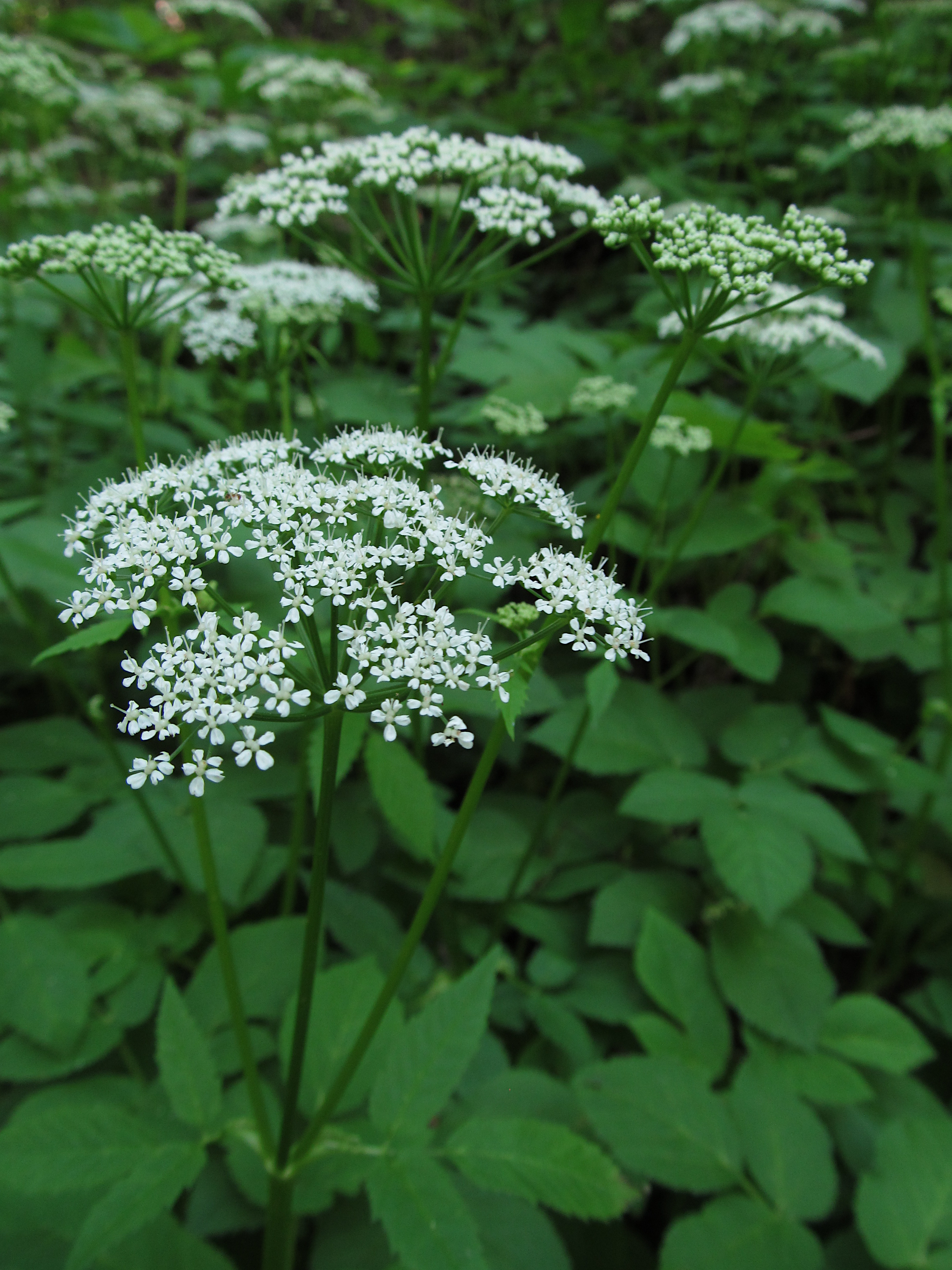 Apiaceae Aegopodium podagraria Giersch Eigenschaften Merkmale Bestimmung Dolde