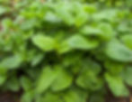 Zitronenmelisse (Melissa officinalis)