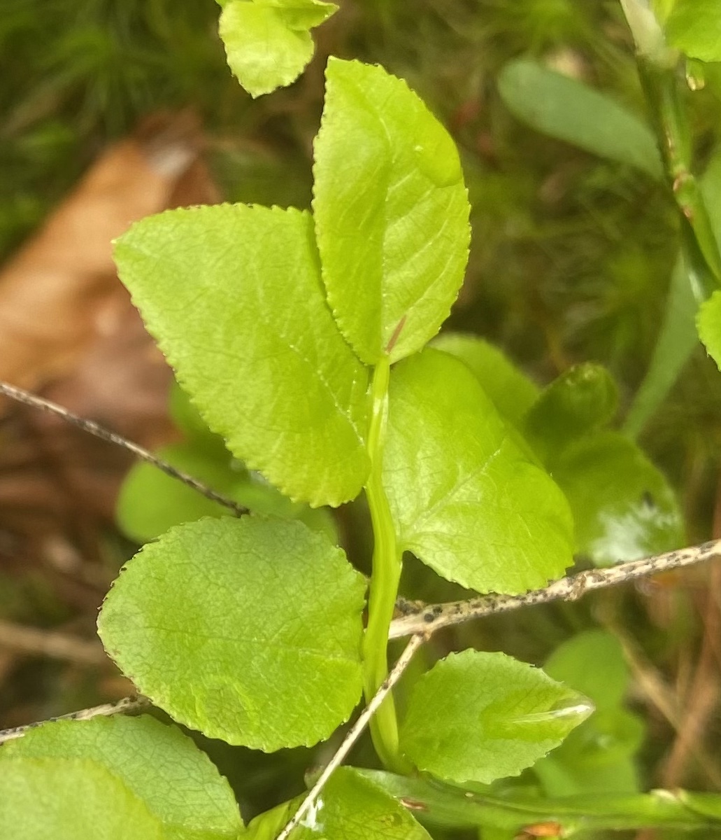 Ericaceae Vaccinium myrtillus Heidelbeere Merkmale Bestimmung Eigenschaften Verwendung  Blatt