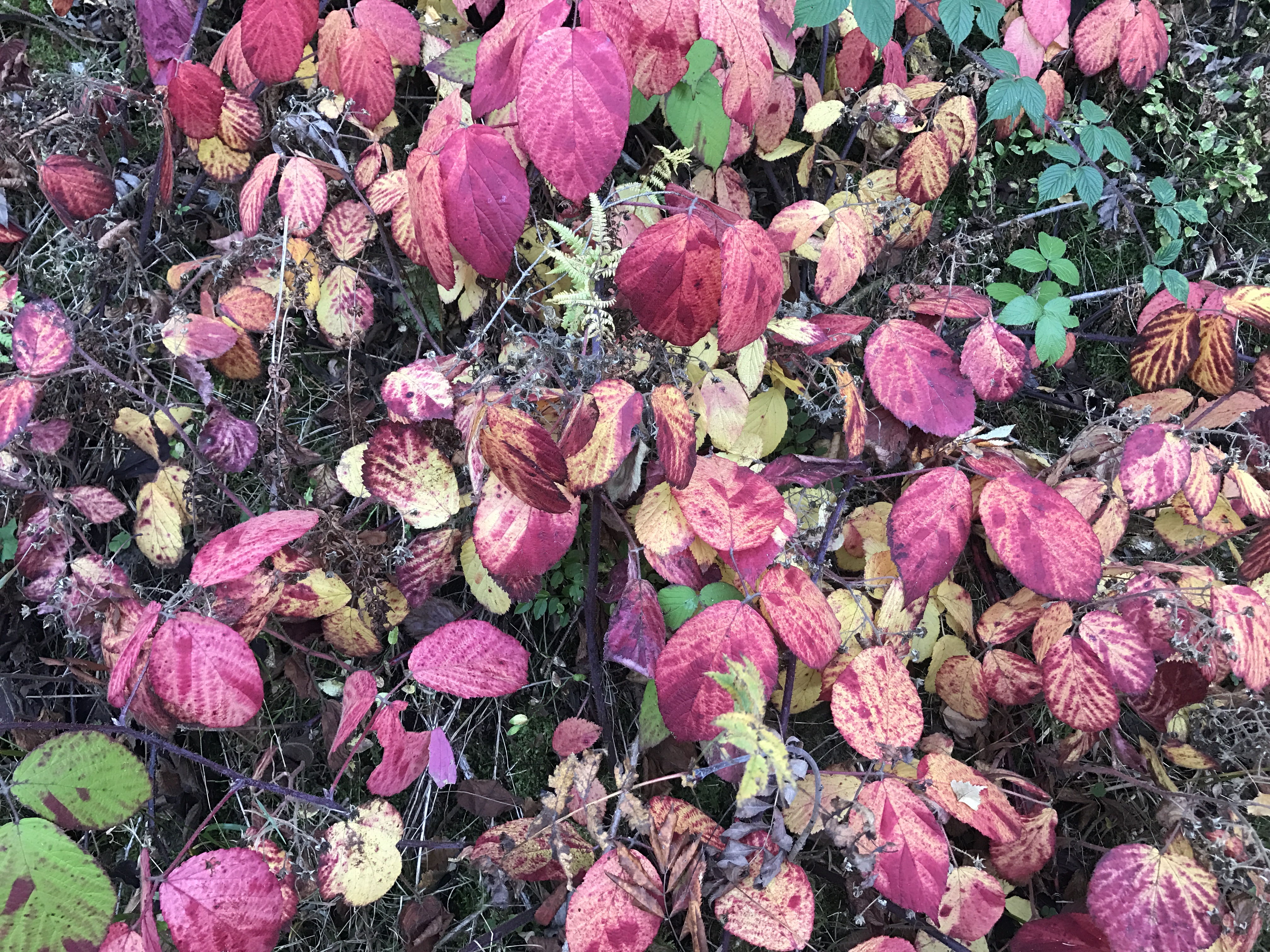 Ericaceae Vaccinium myrtillus Heidelbeere Merkmale Bestimmung Eigenschaften Verwendung  Herbstfärbung