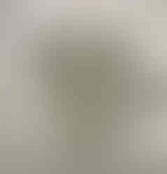 wilde Limonade aus Wald-Sauerklee