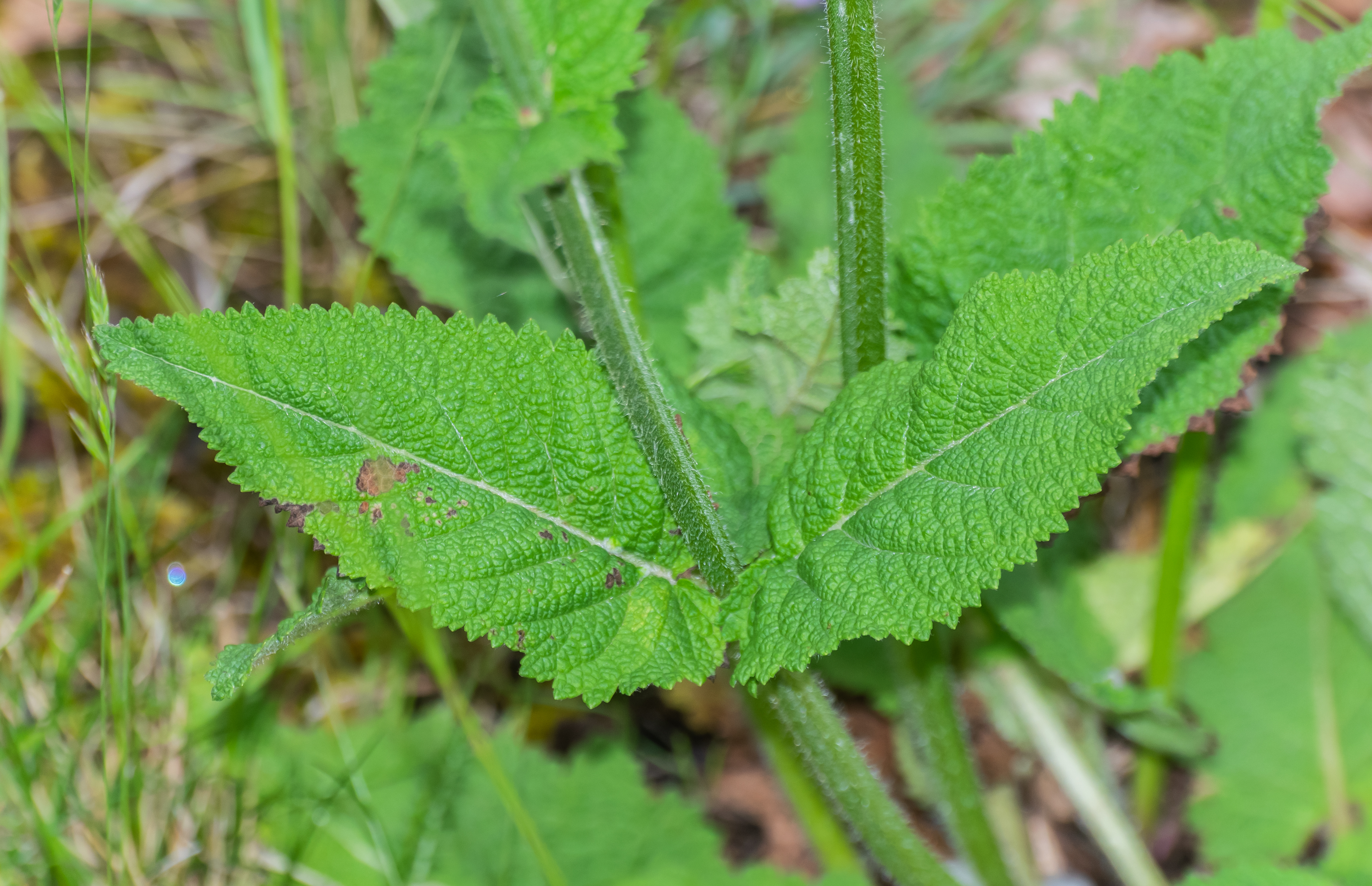 Lamiaceae Salvia pratensis Wiesen Salbei Eigenschaften Merkmale Bestimmung Stängelblatt