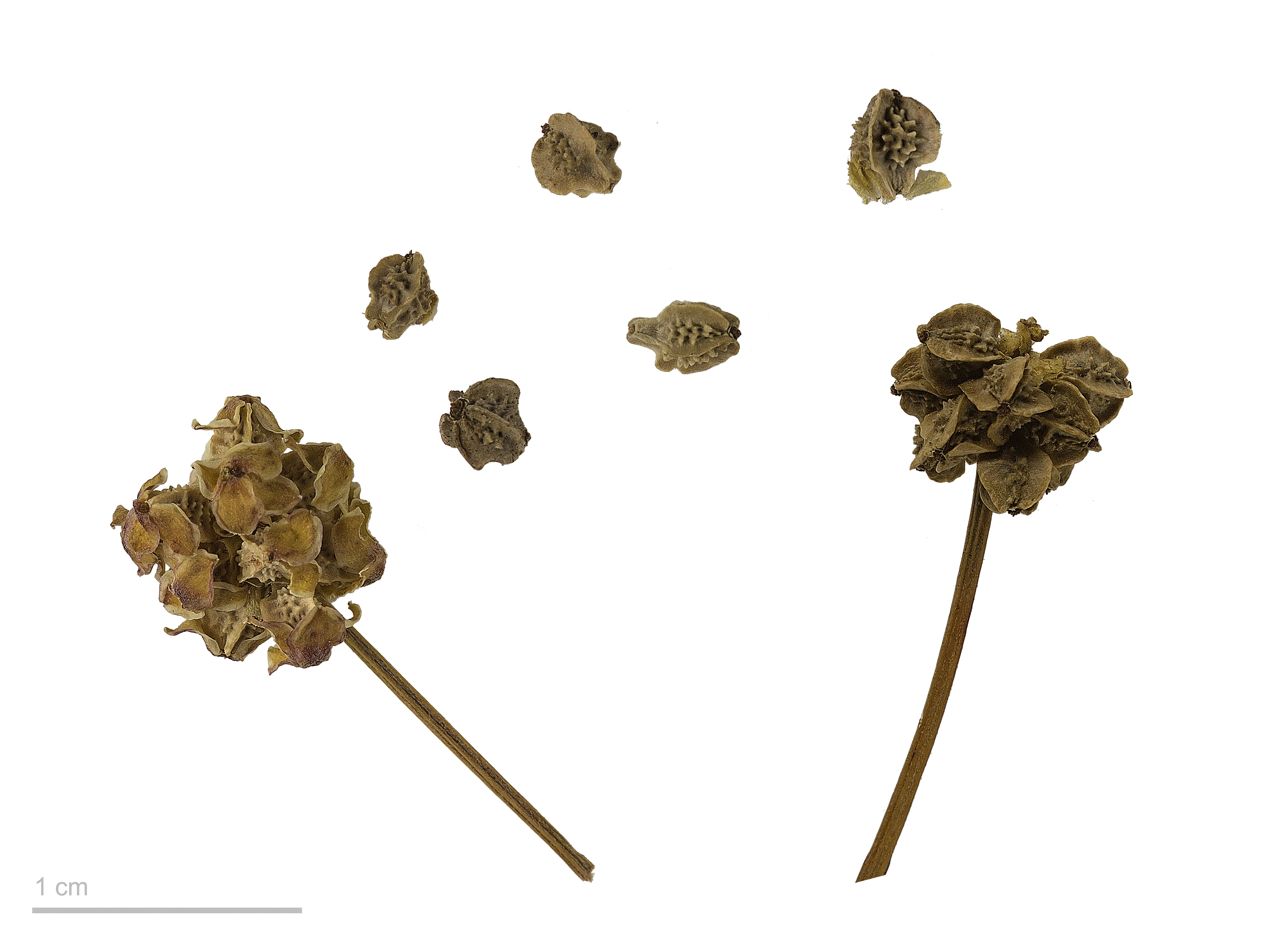 Rosaceae_Sanguisorba_minor_Früchte.jpg