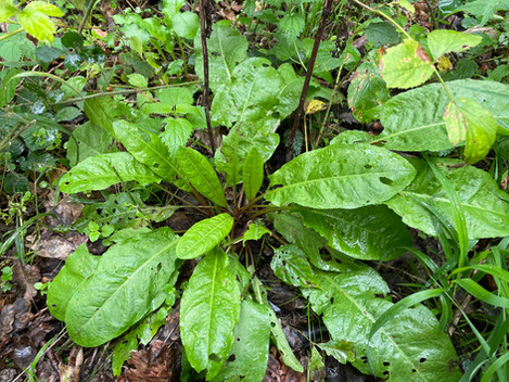 Grundrosette vom Hain-Ampfer (Rumex sanguineus)