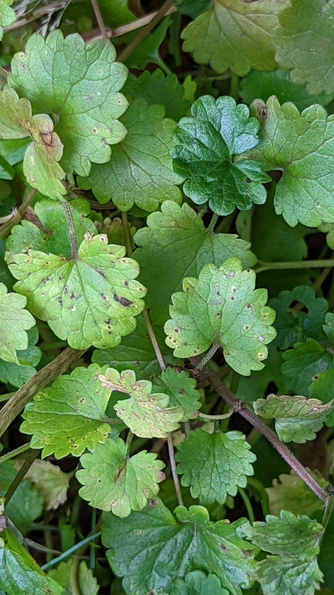 Lamiaceae Glechoma hederacea Gundermann Eigenschaften Merkmale Bestimmung Verwendung Blatt kriechende Hauptachse