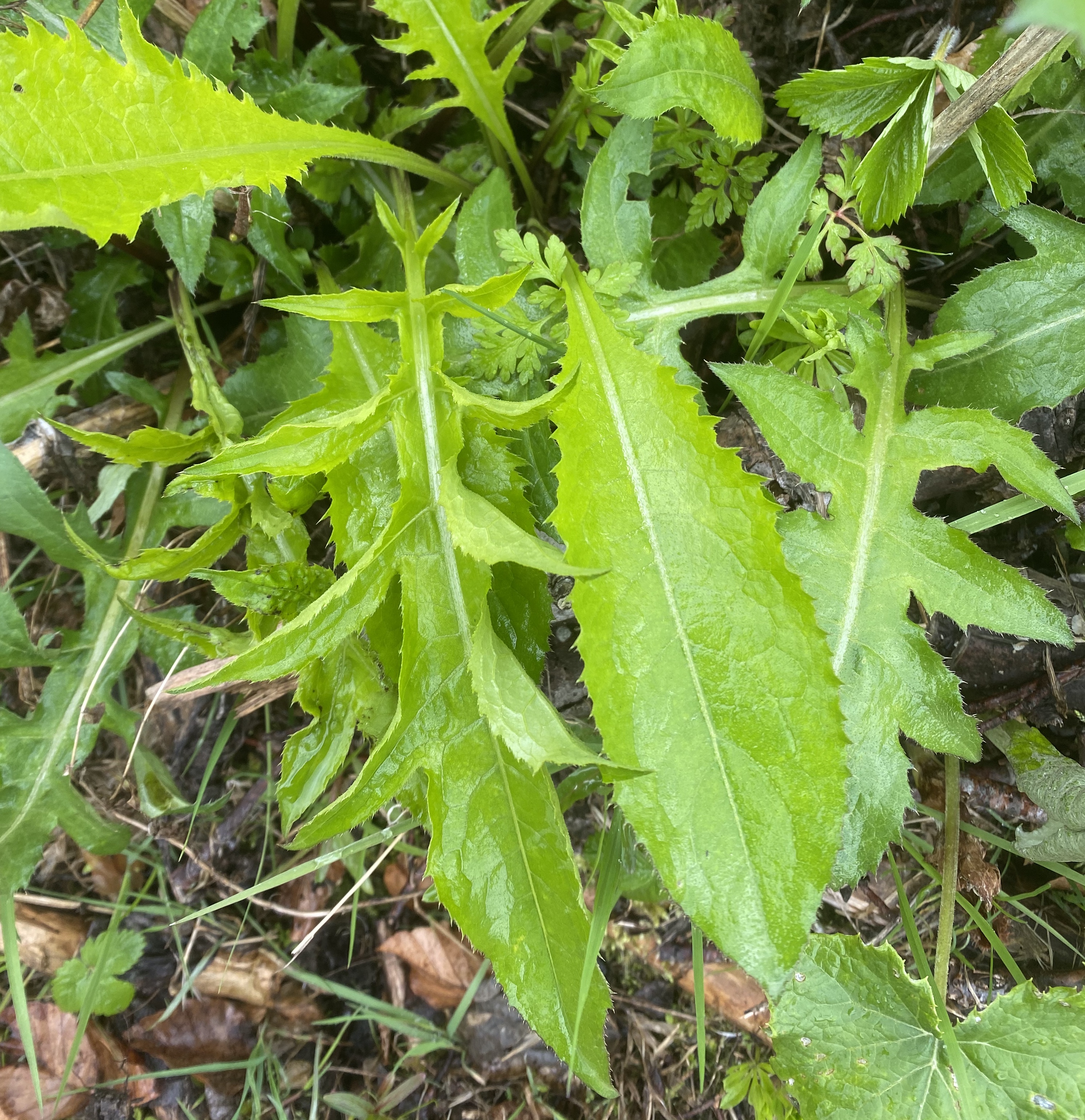 Asteraceae Cirsium oleraceum Kohldistel Eigenschaften Merkmale Bestimmung Verwendung Grundblätter