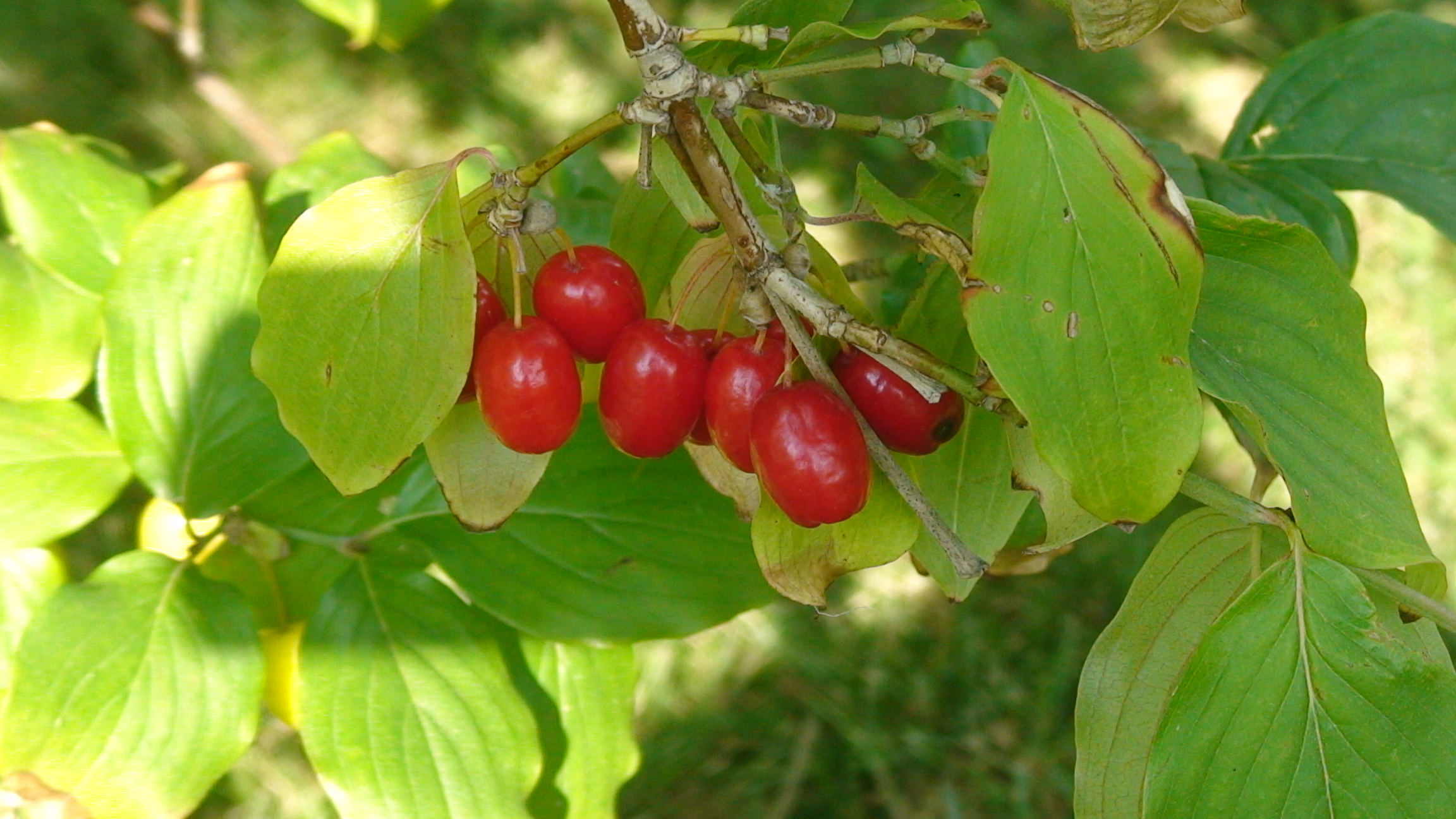 Cornaceae Cornus mas Kornelkirsche Eigenschaften Bestimmung Merkmale Verwendung Fruchtstand